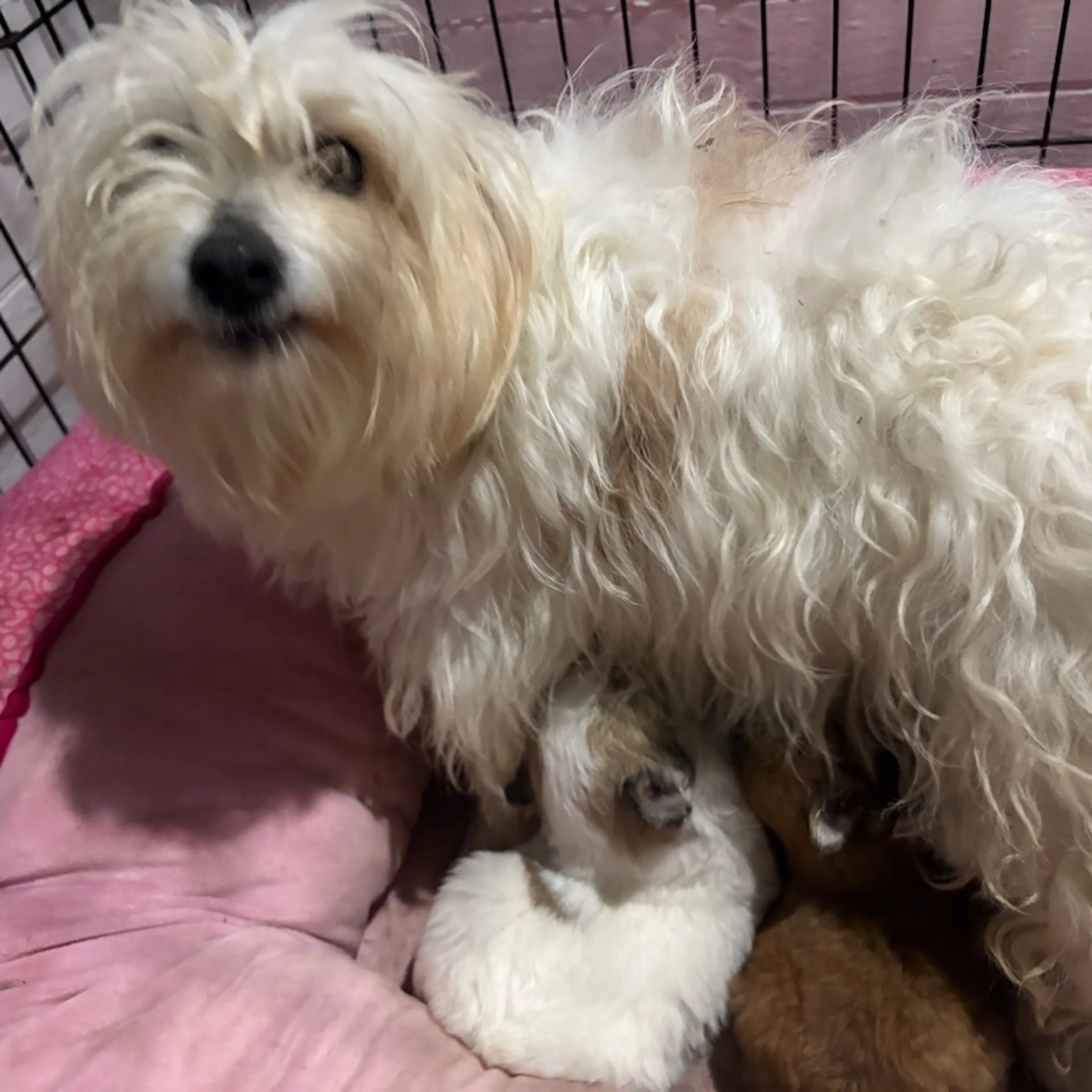 Found pet