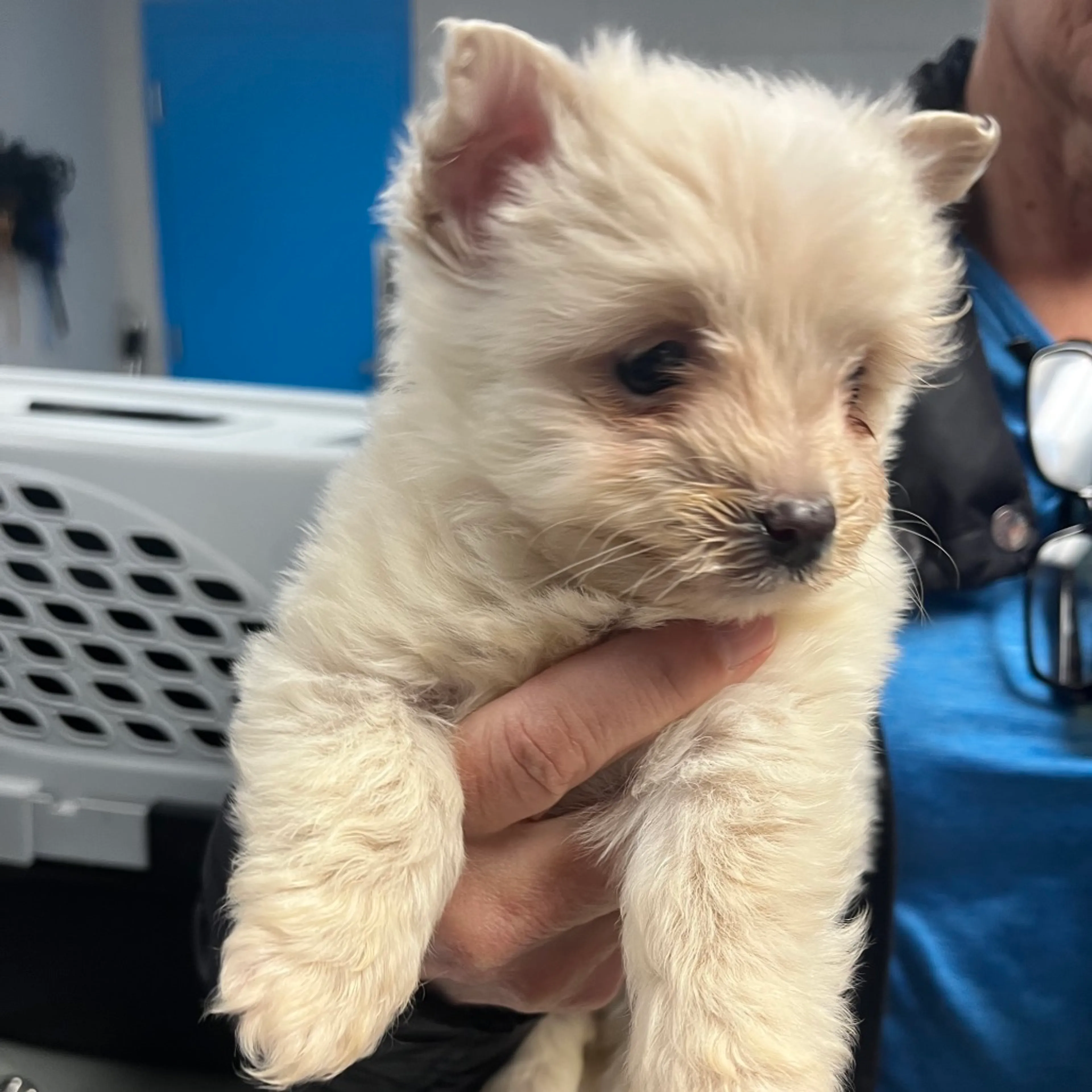 Found pet