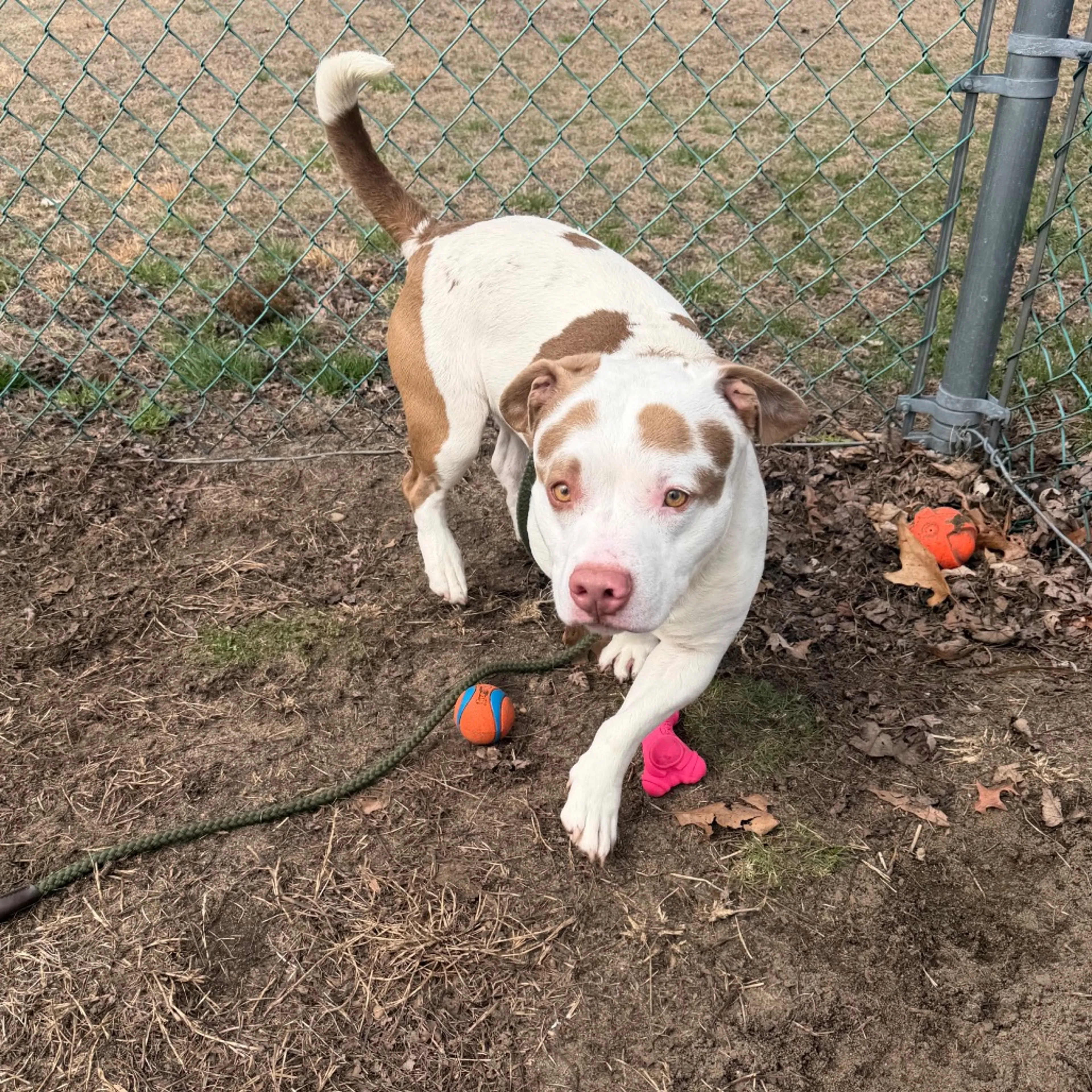 Found pet-3