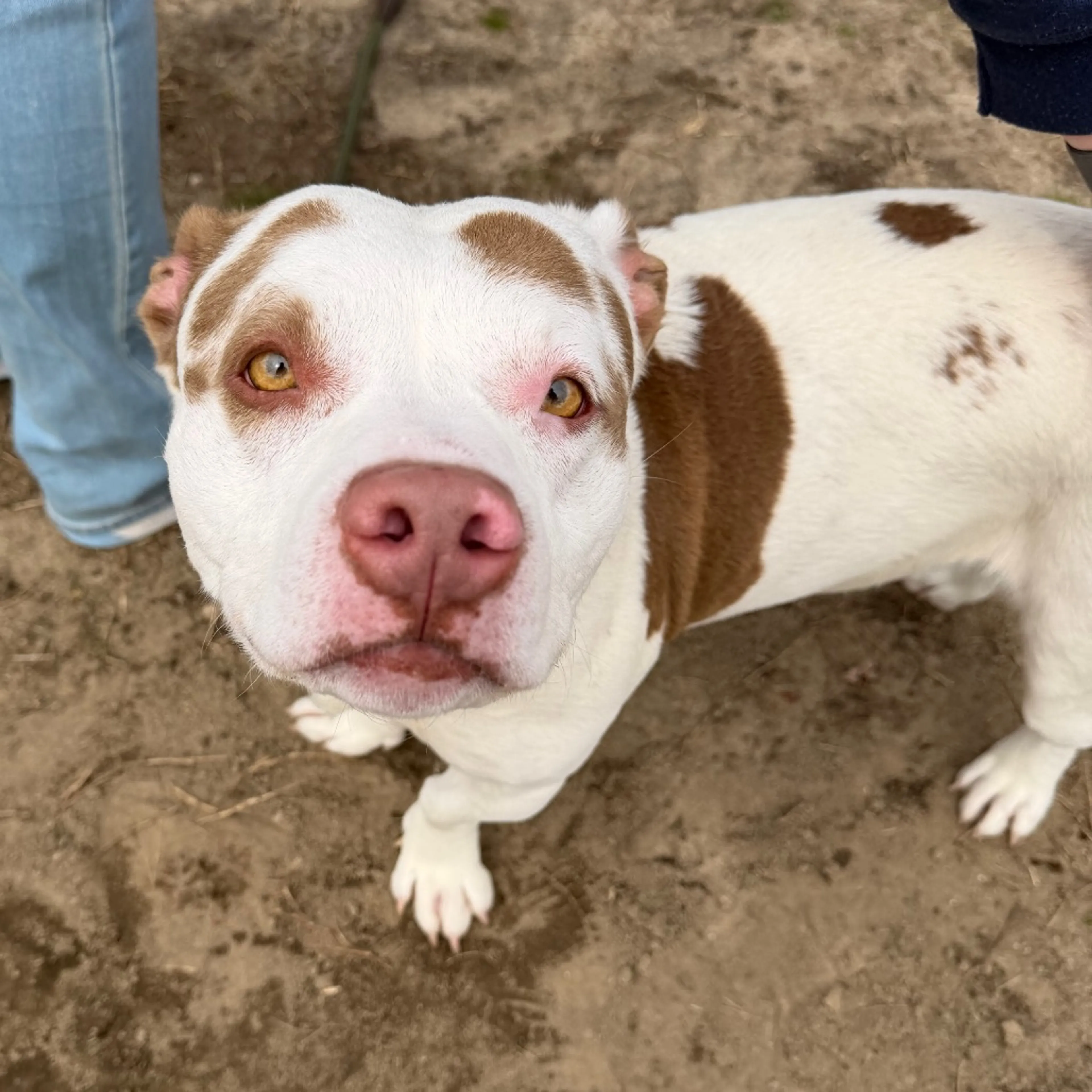 Found pet-0
