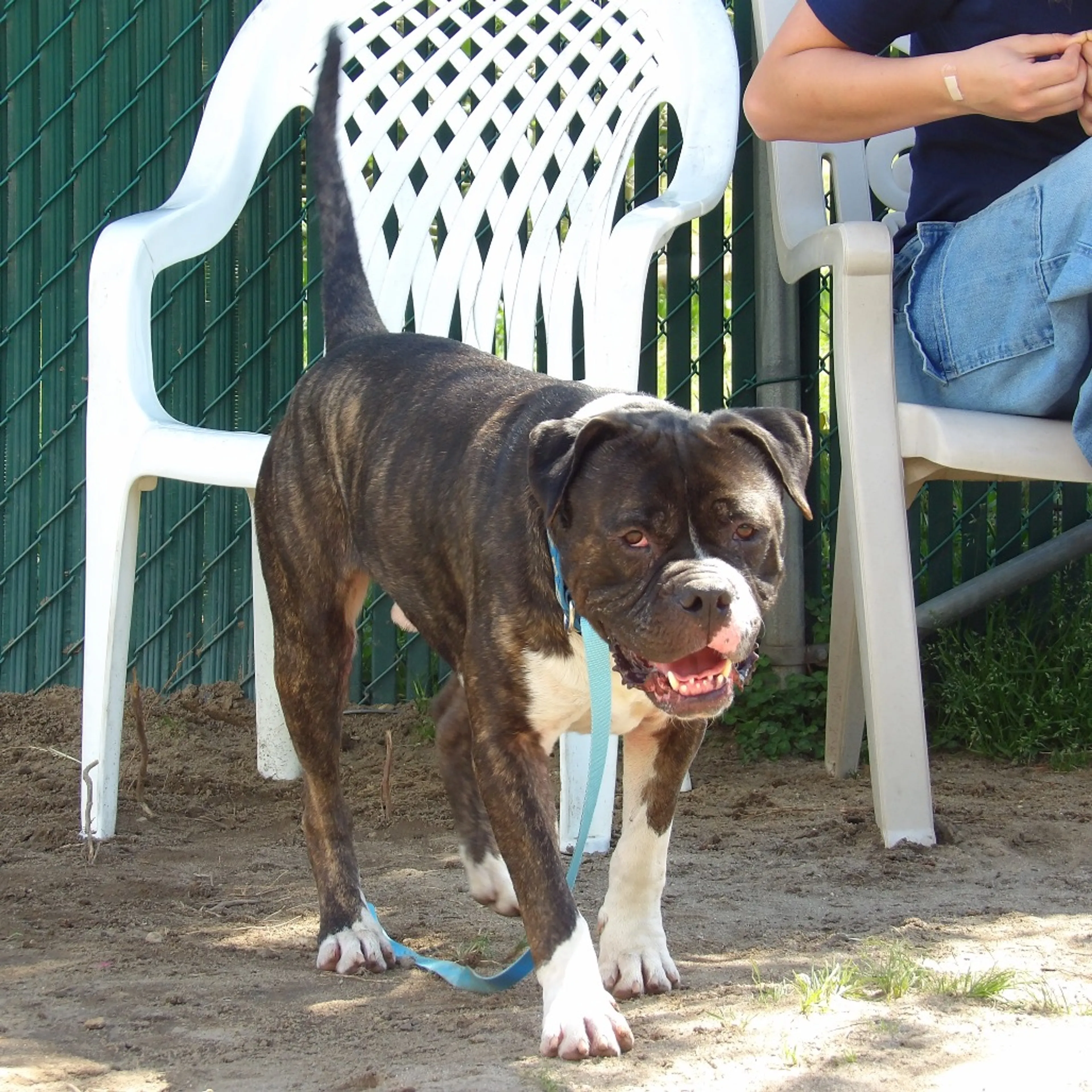 Found pet-3