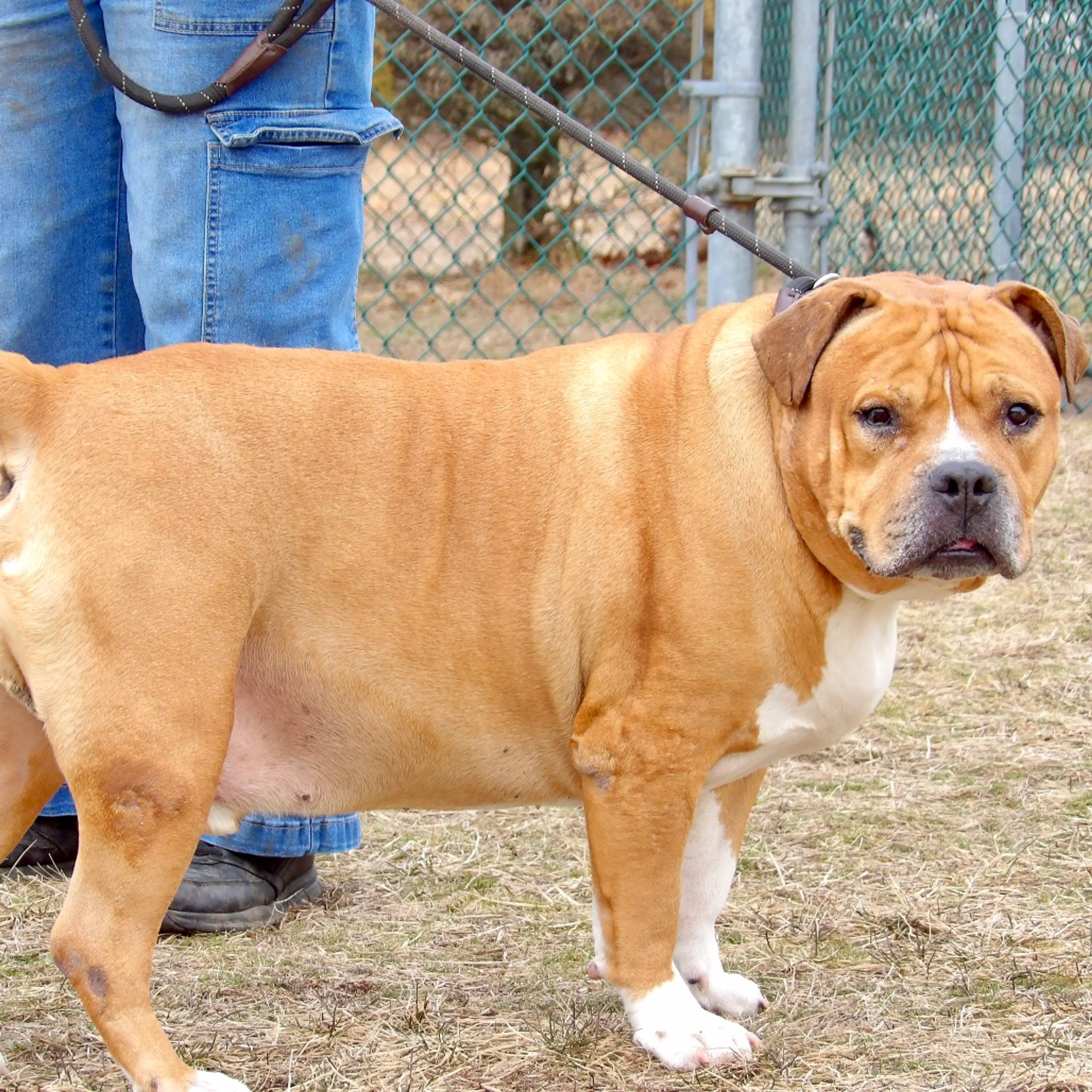 Found pet-3