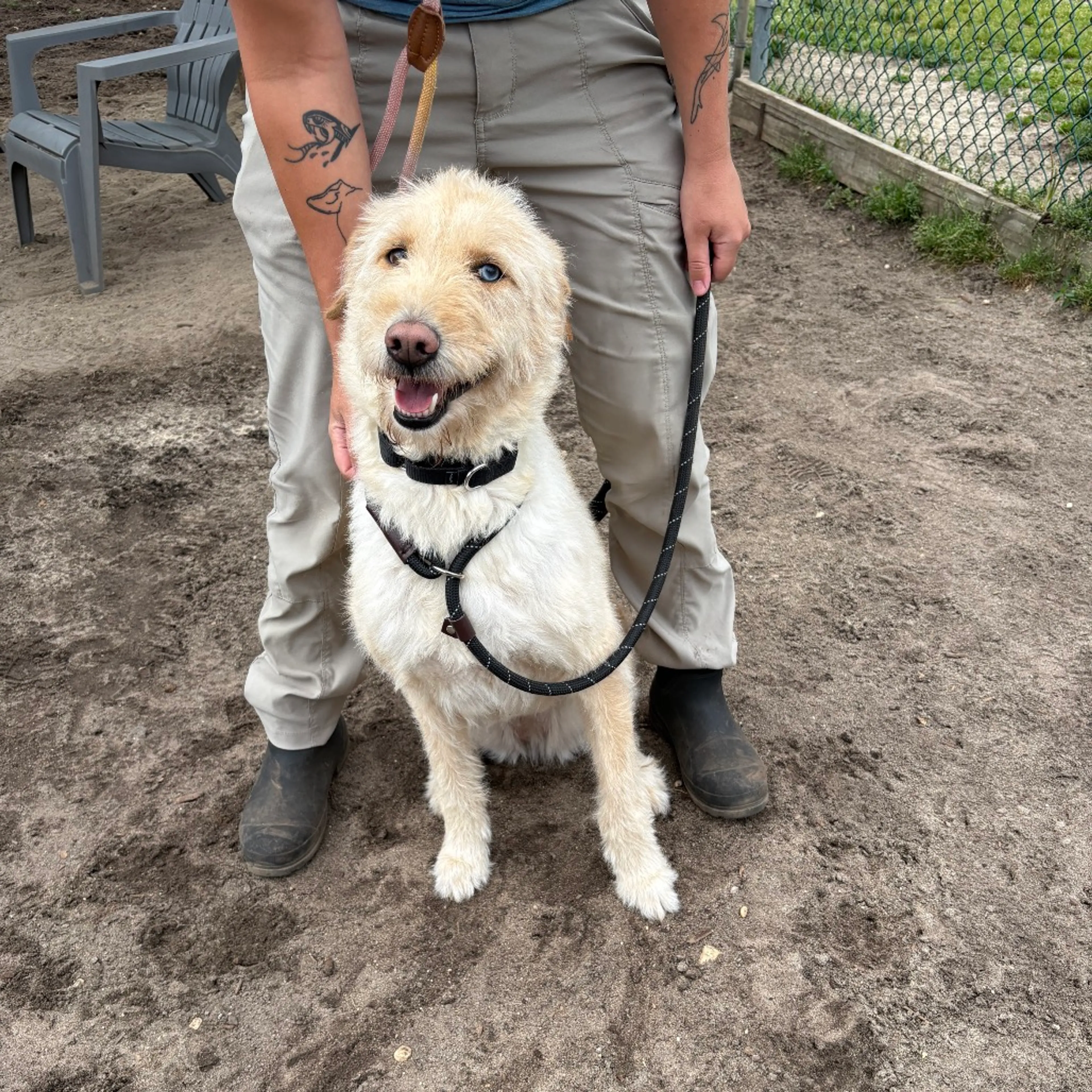 Found pet-2