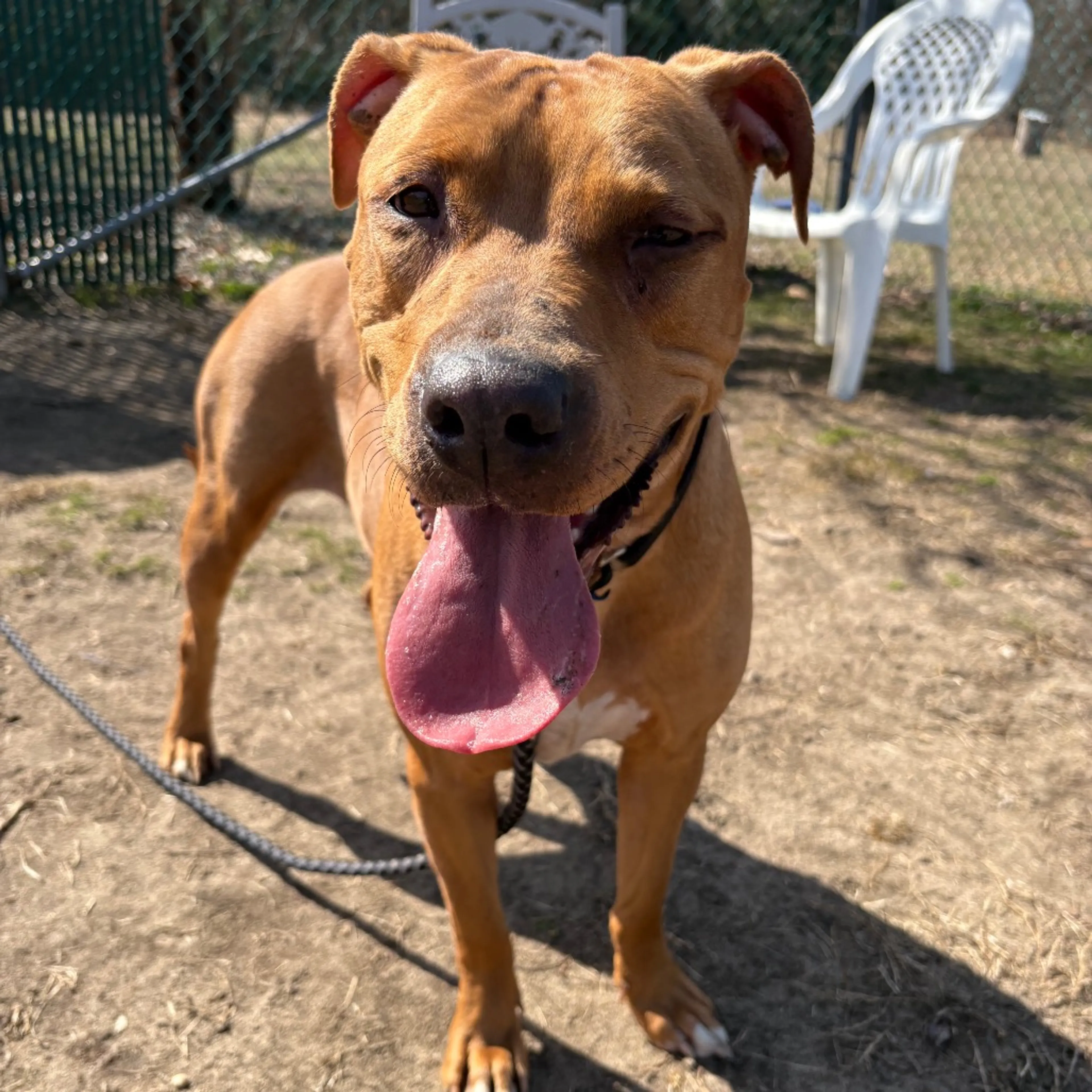 Found pet-2