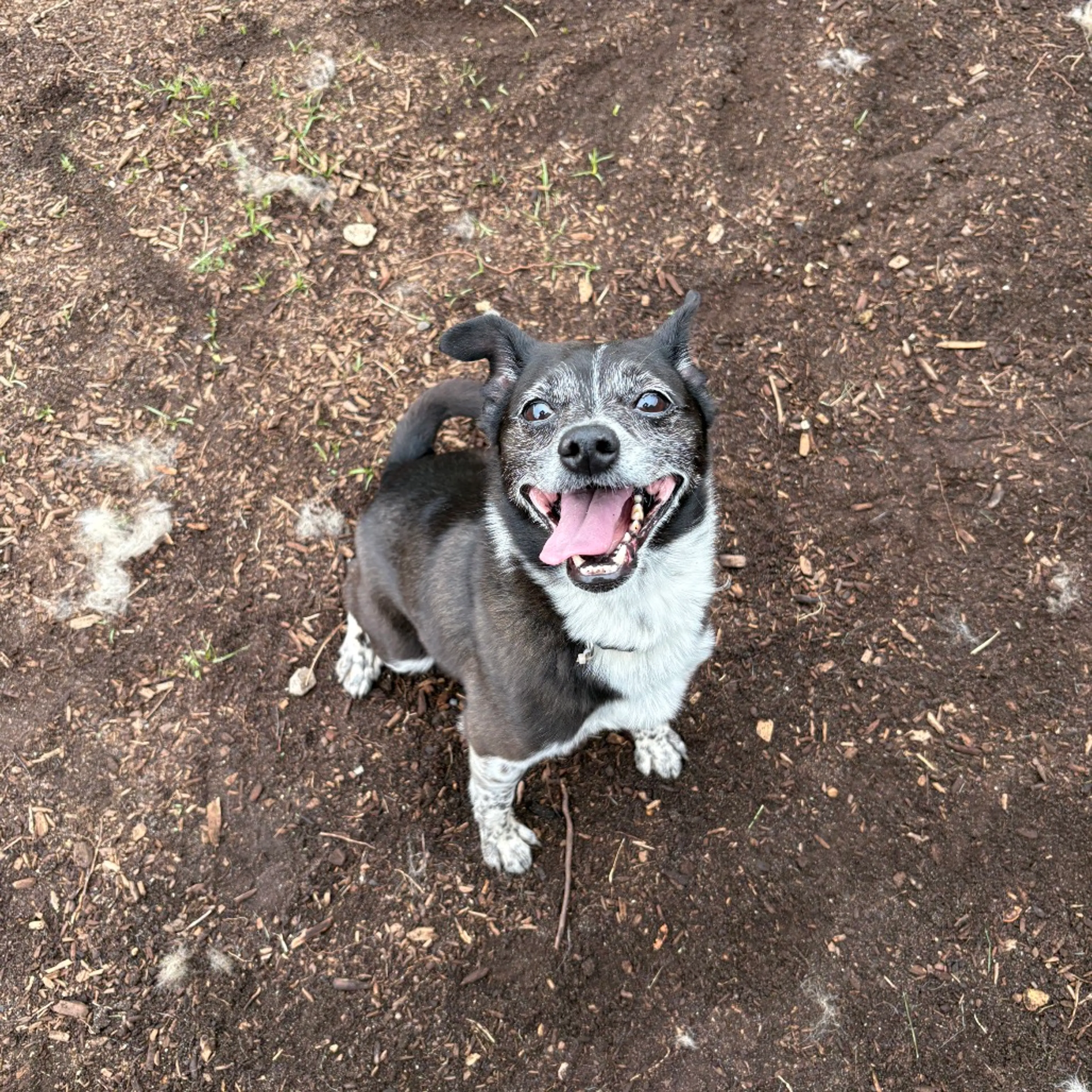 Found pet-1