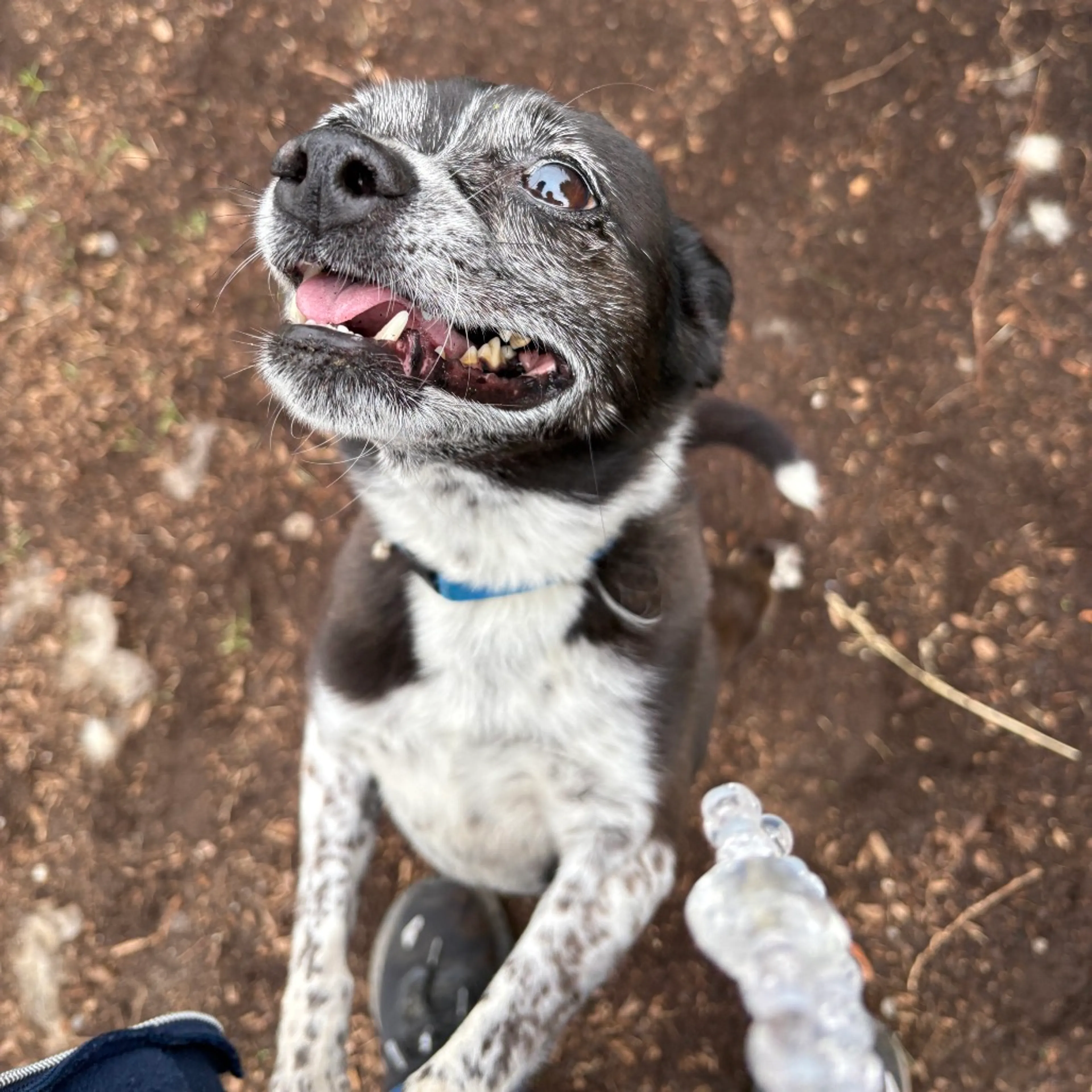 Found pet-3