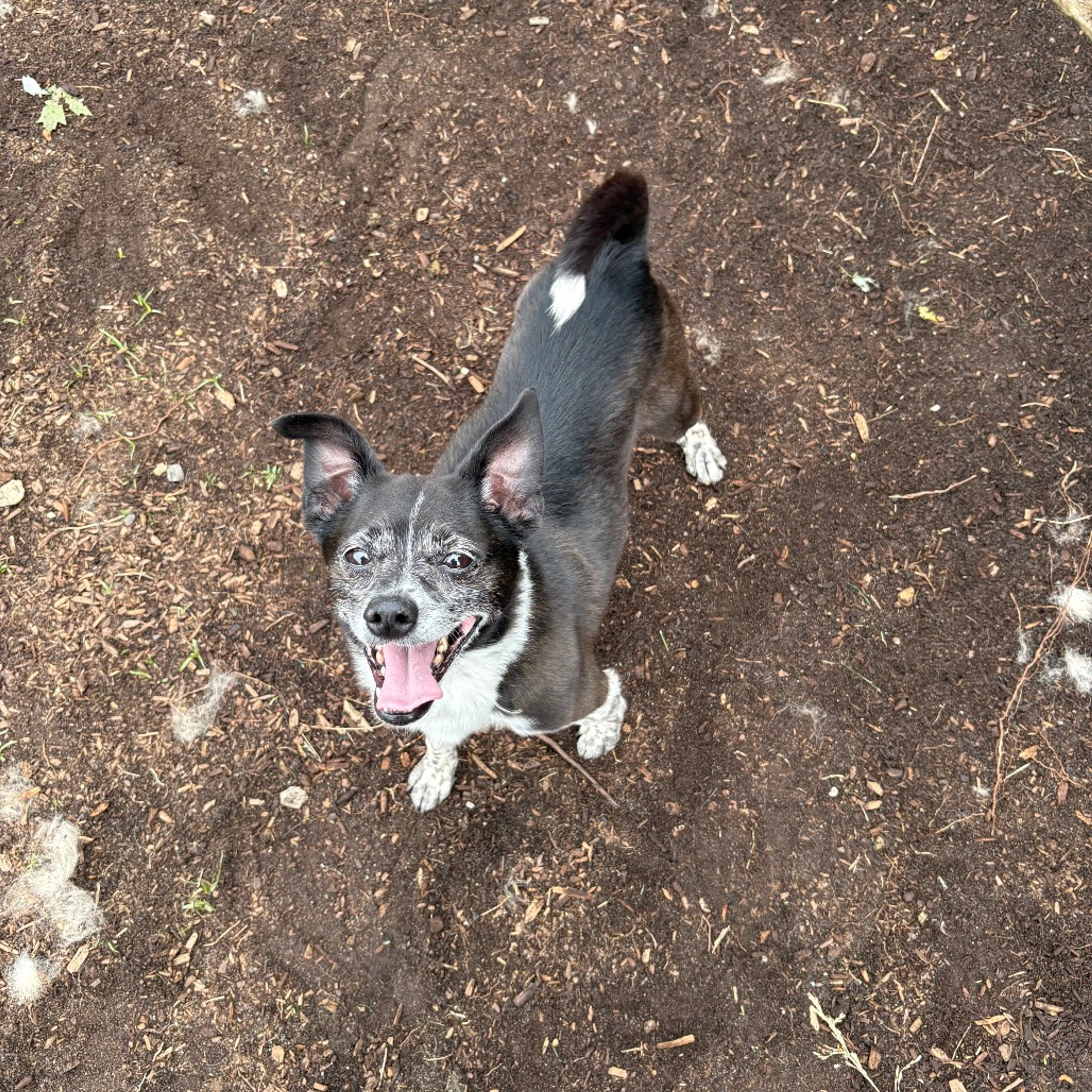 Found pet-0