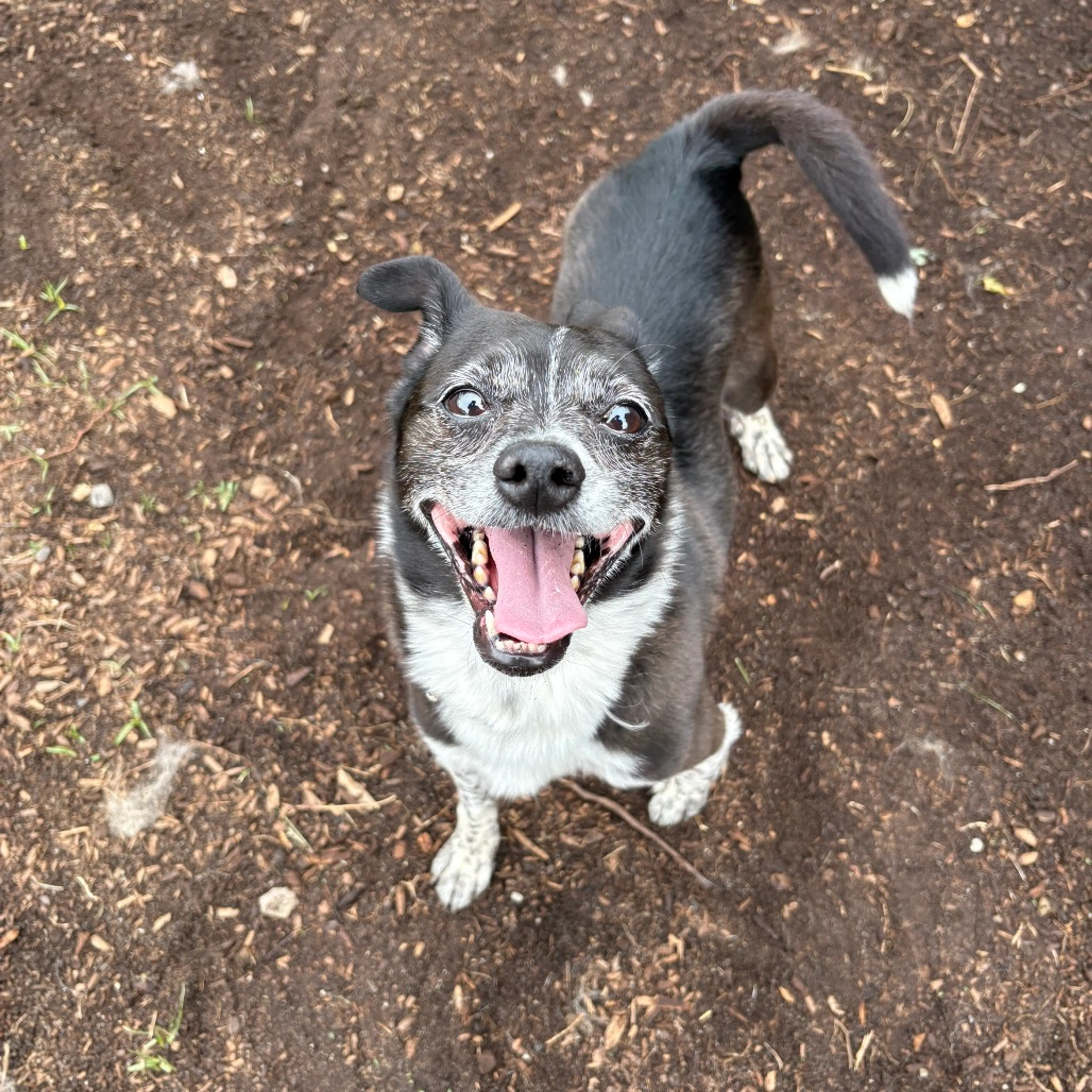 Found pet-2