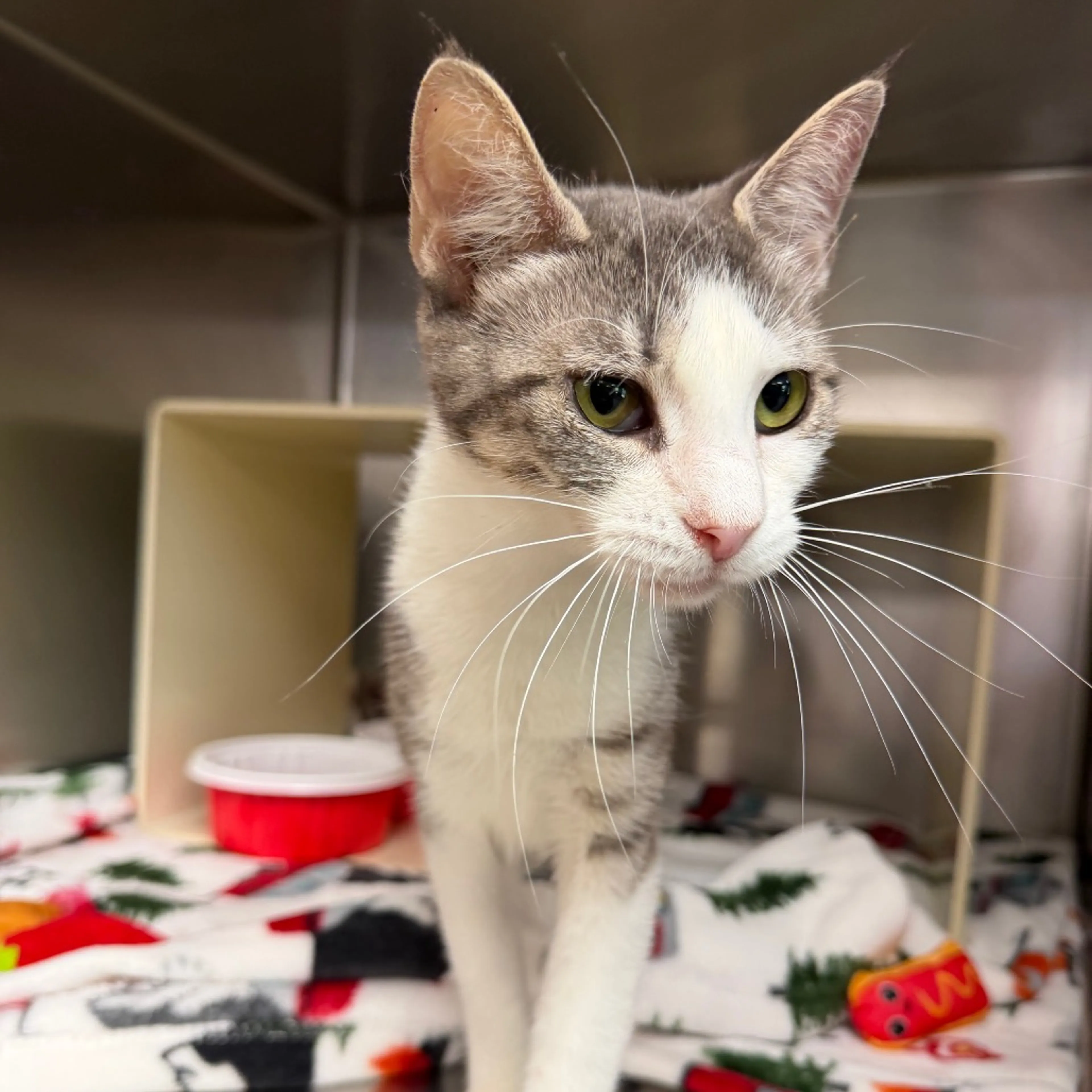 Found pet-1