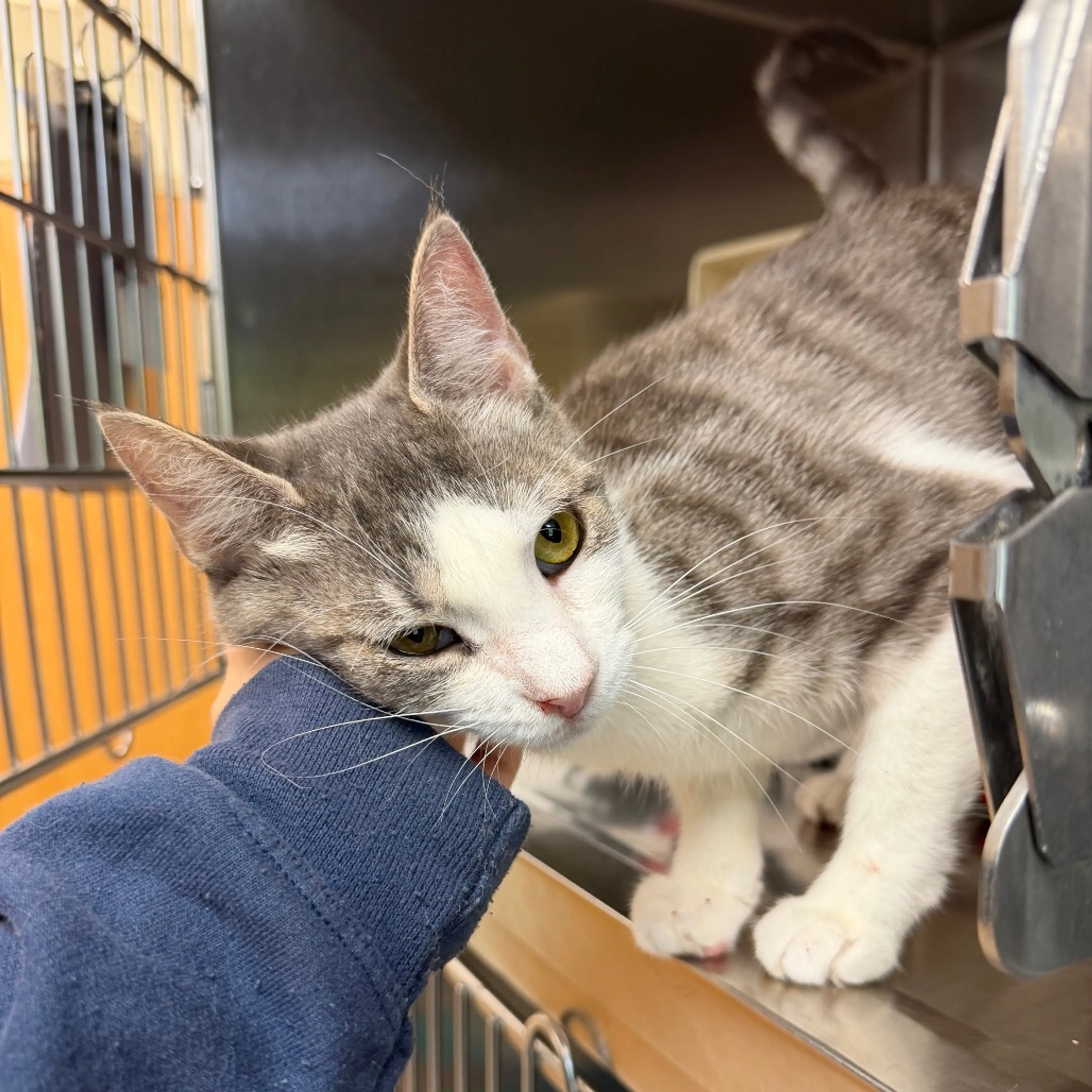 Found pet-3