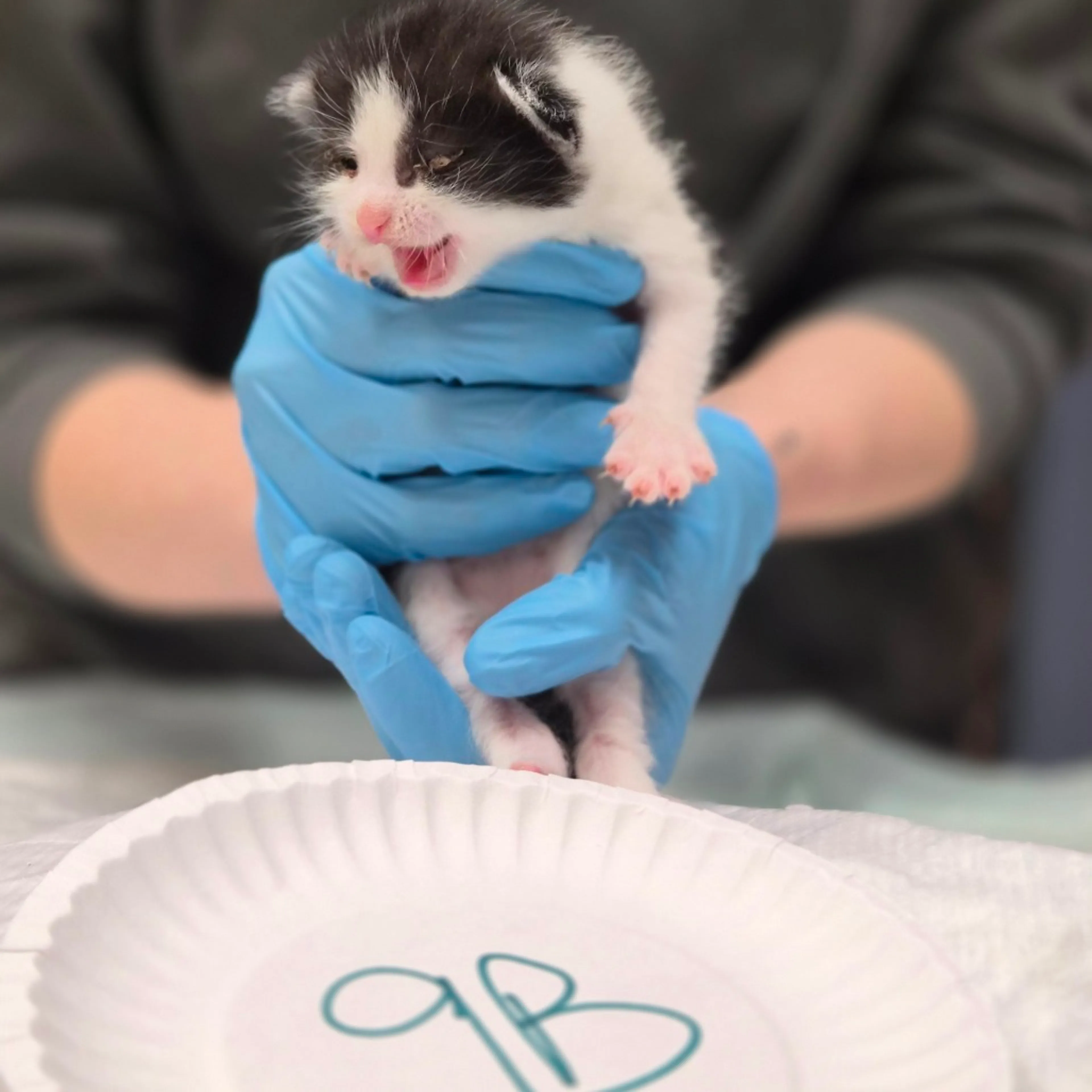 Found pet