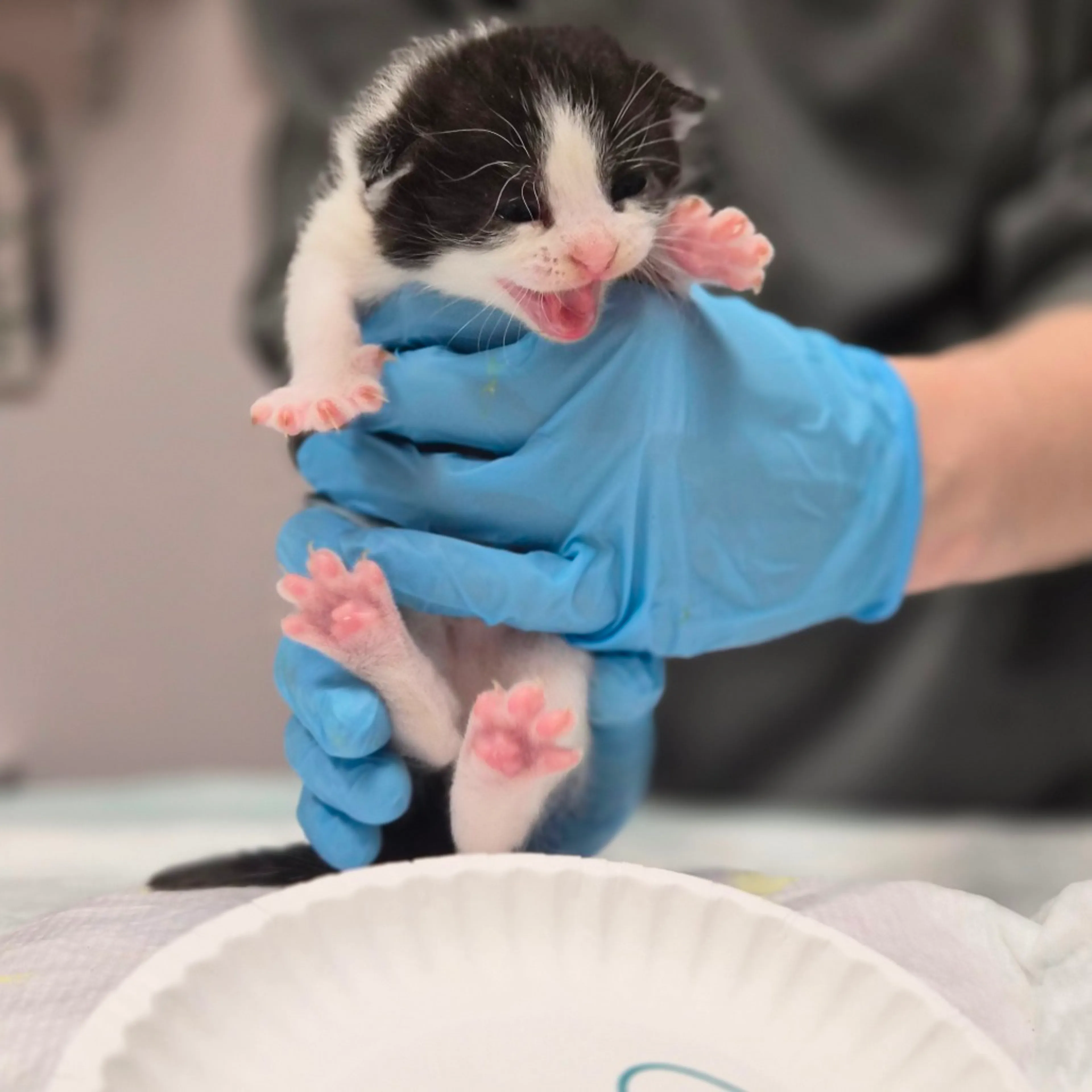 Found pet-1