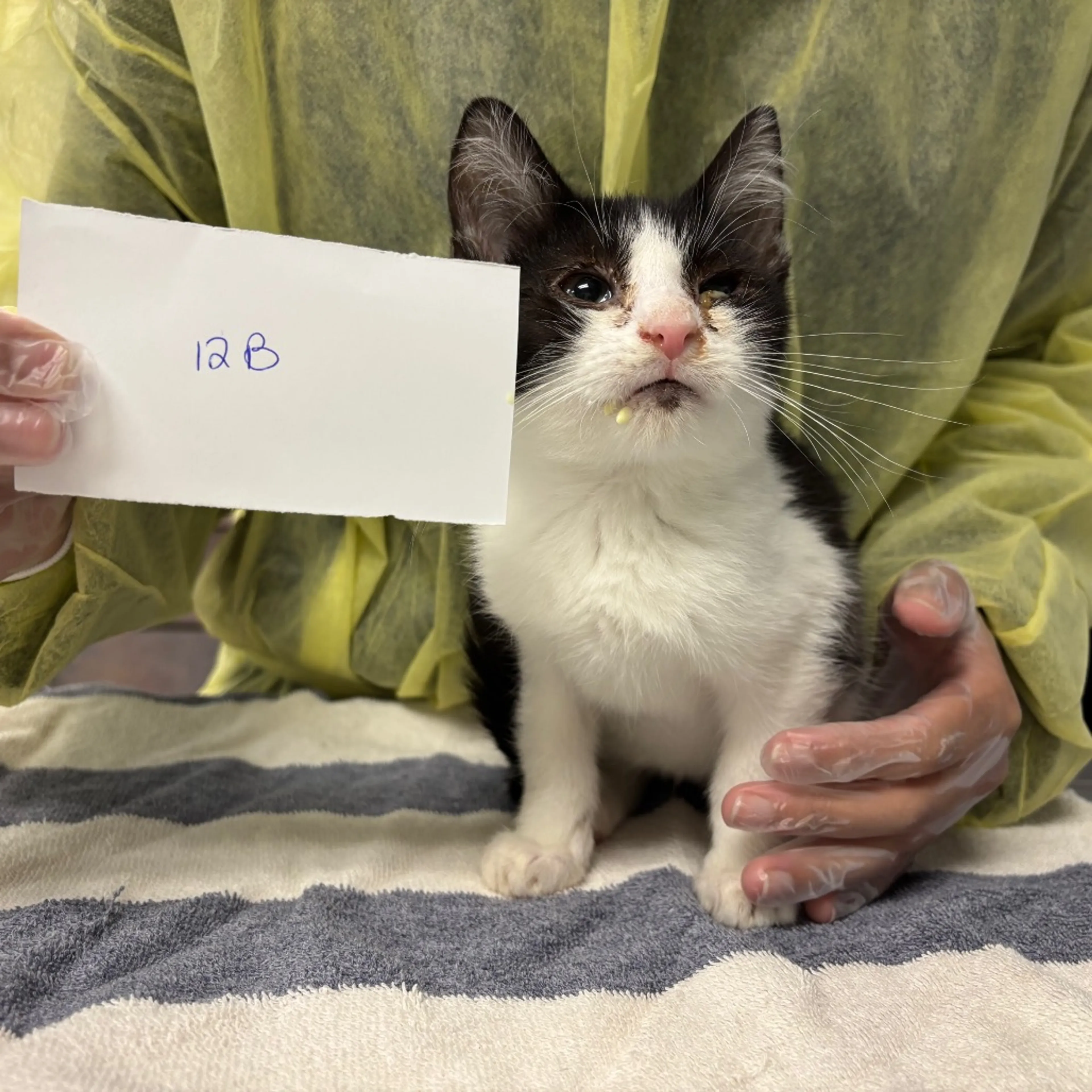 Found pet-1