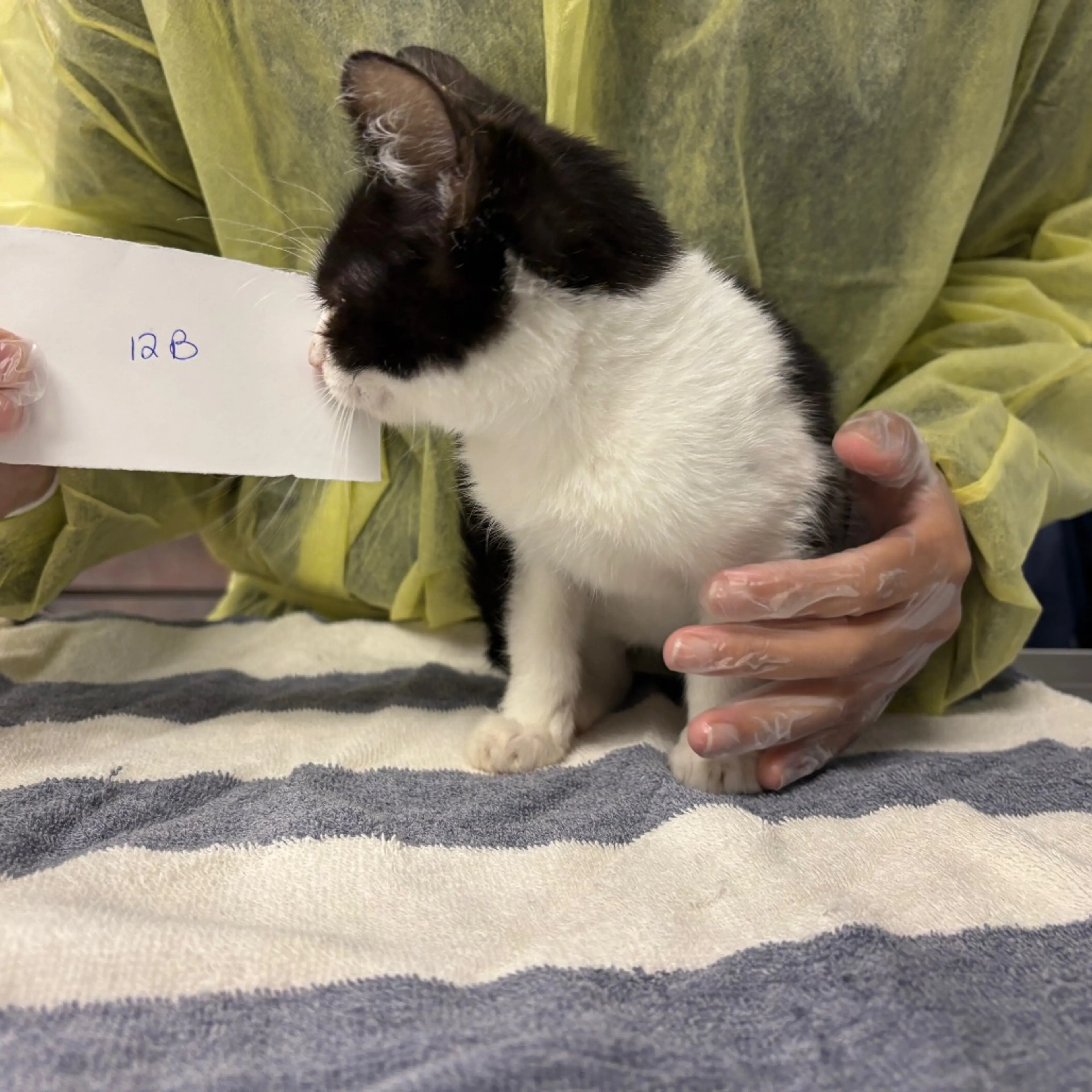 Found pet-2