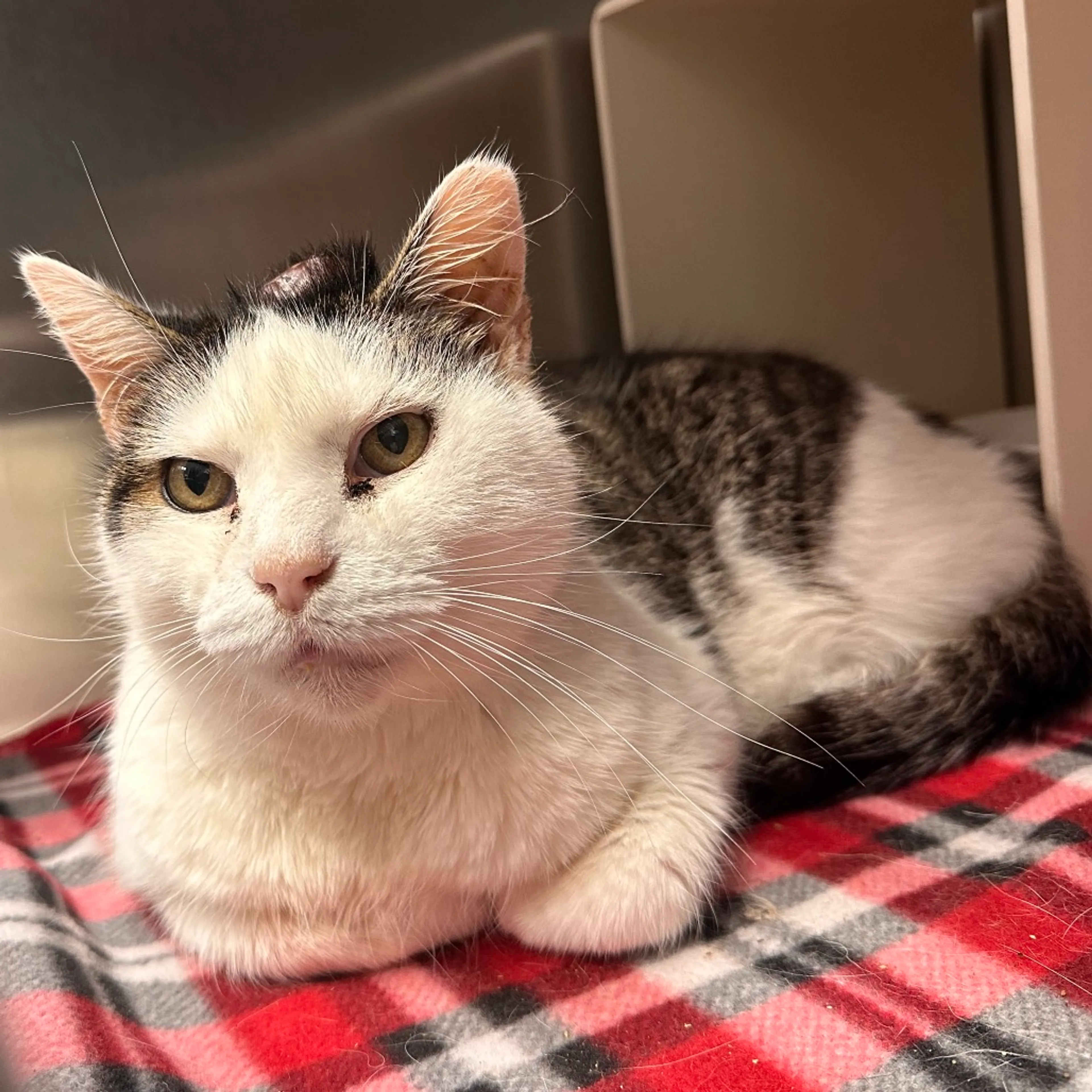 Found pet-2