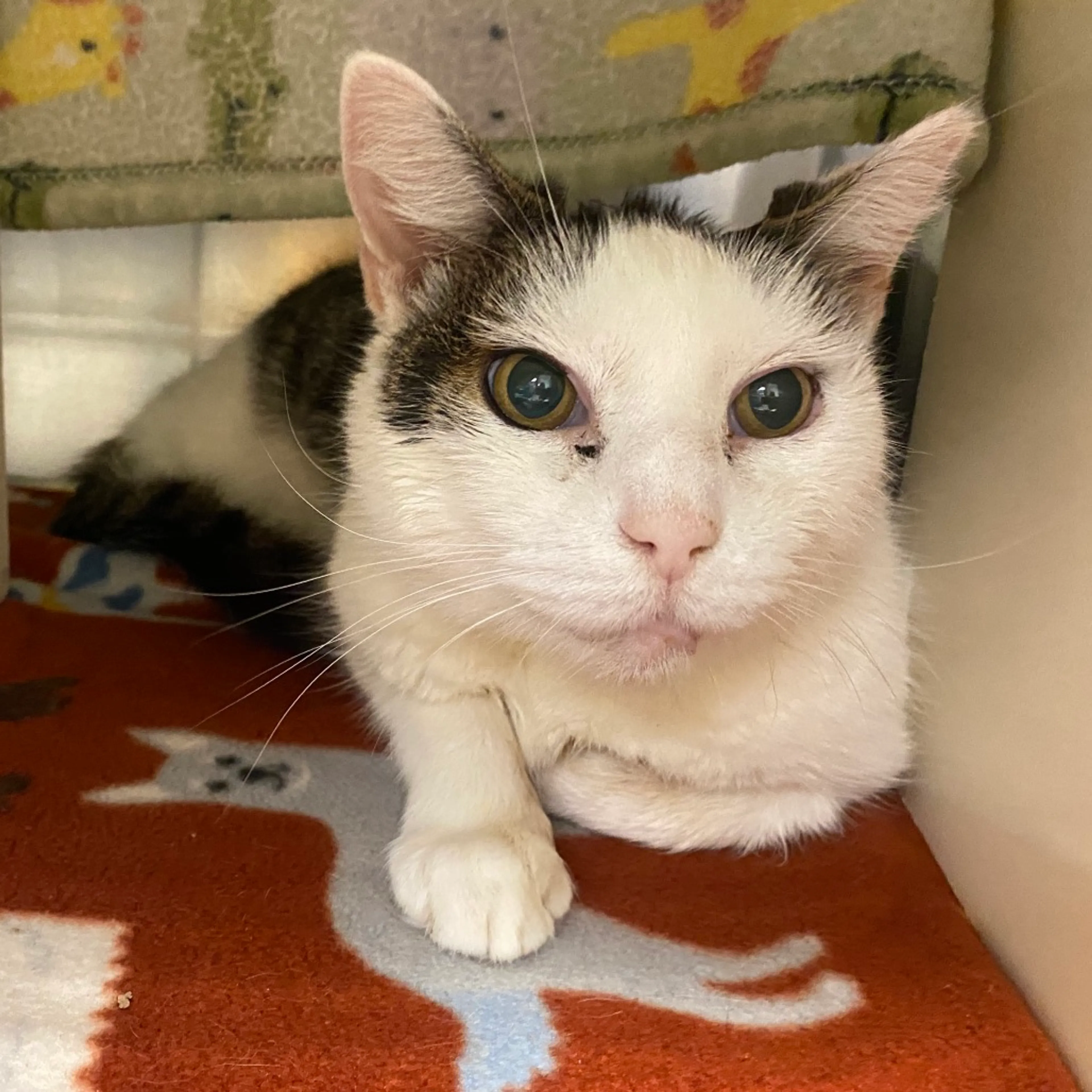 Found pet-4