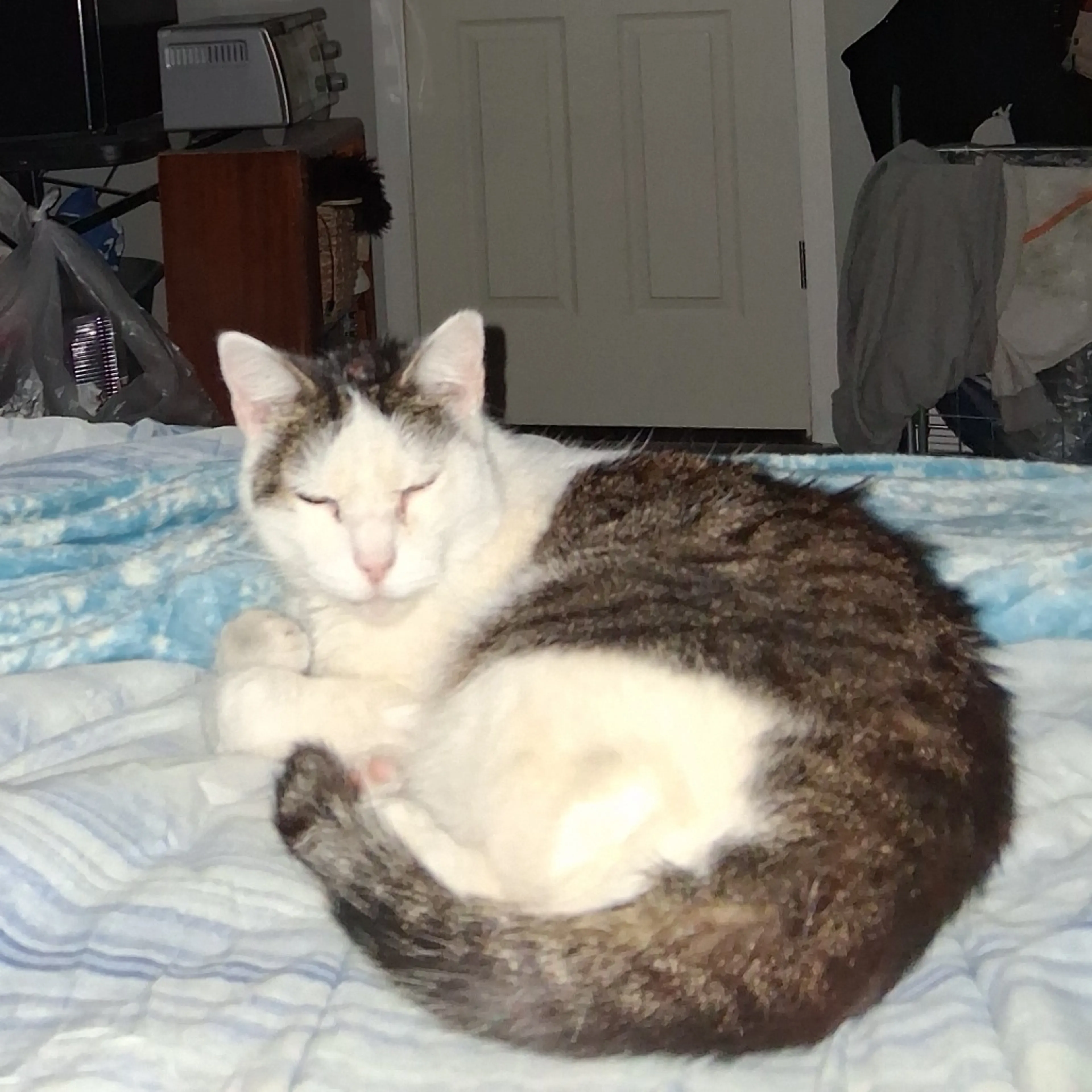 Found pet