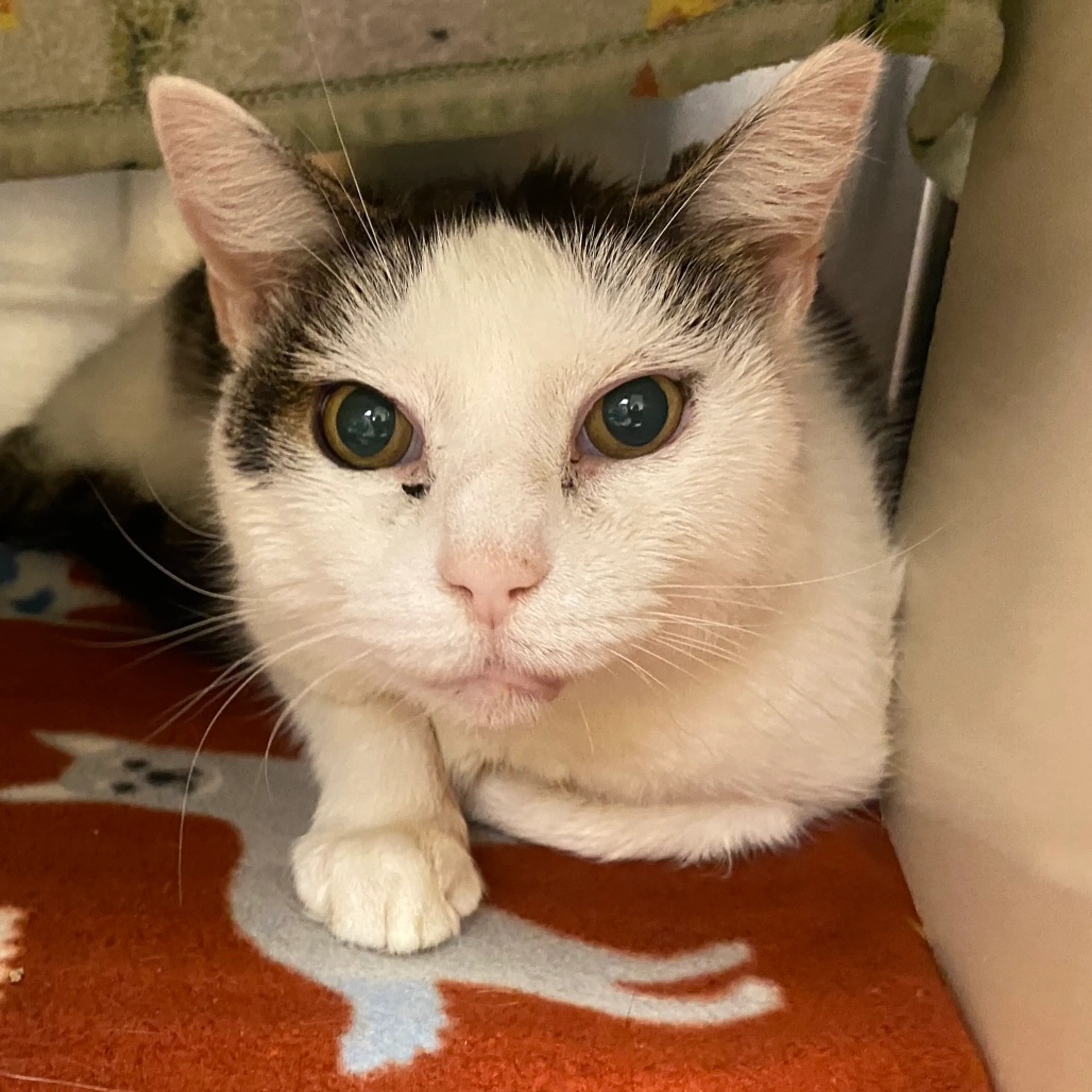 Found pet-5