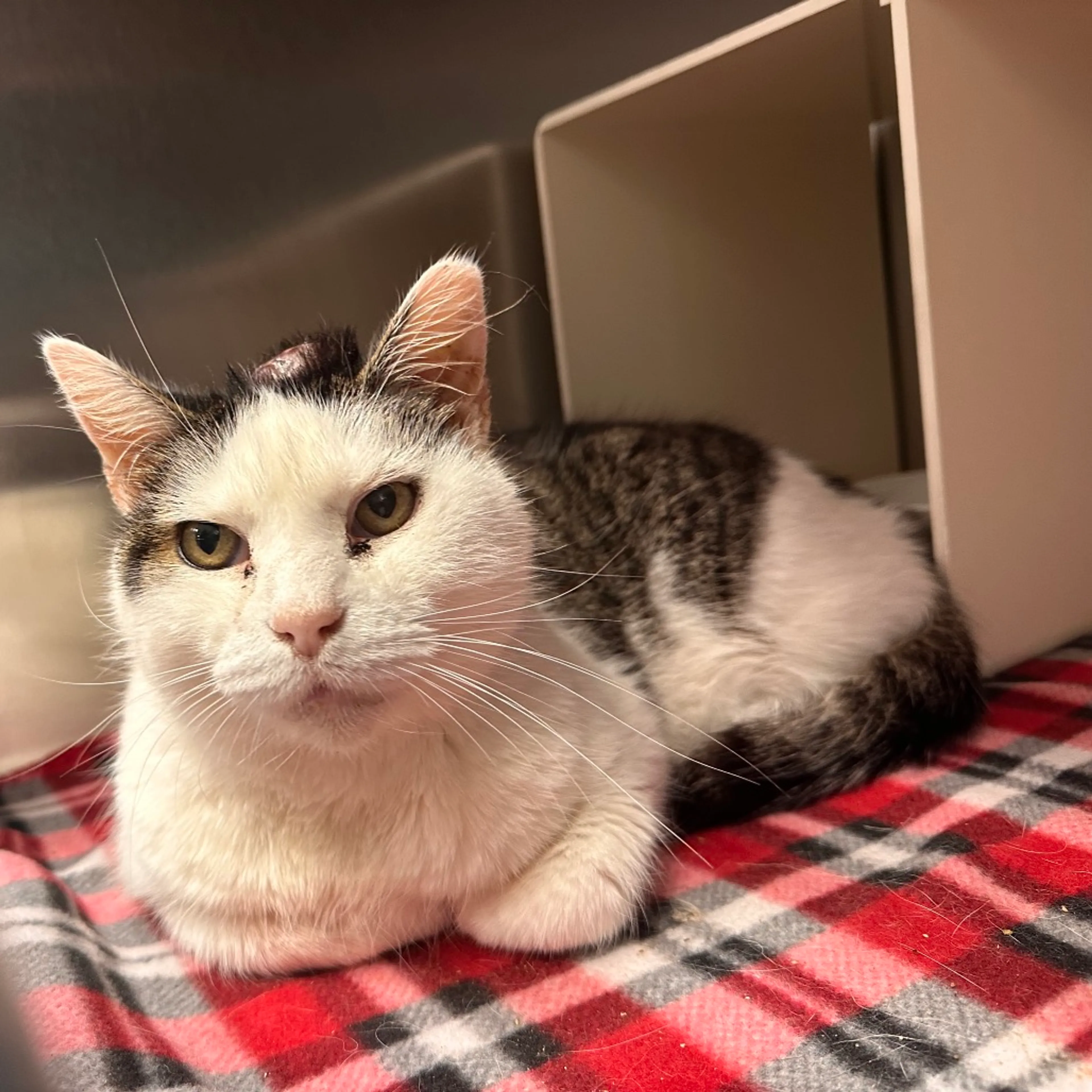 Found pet-3