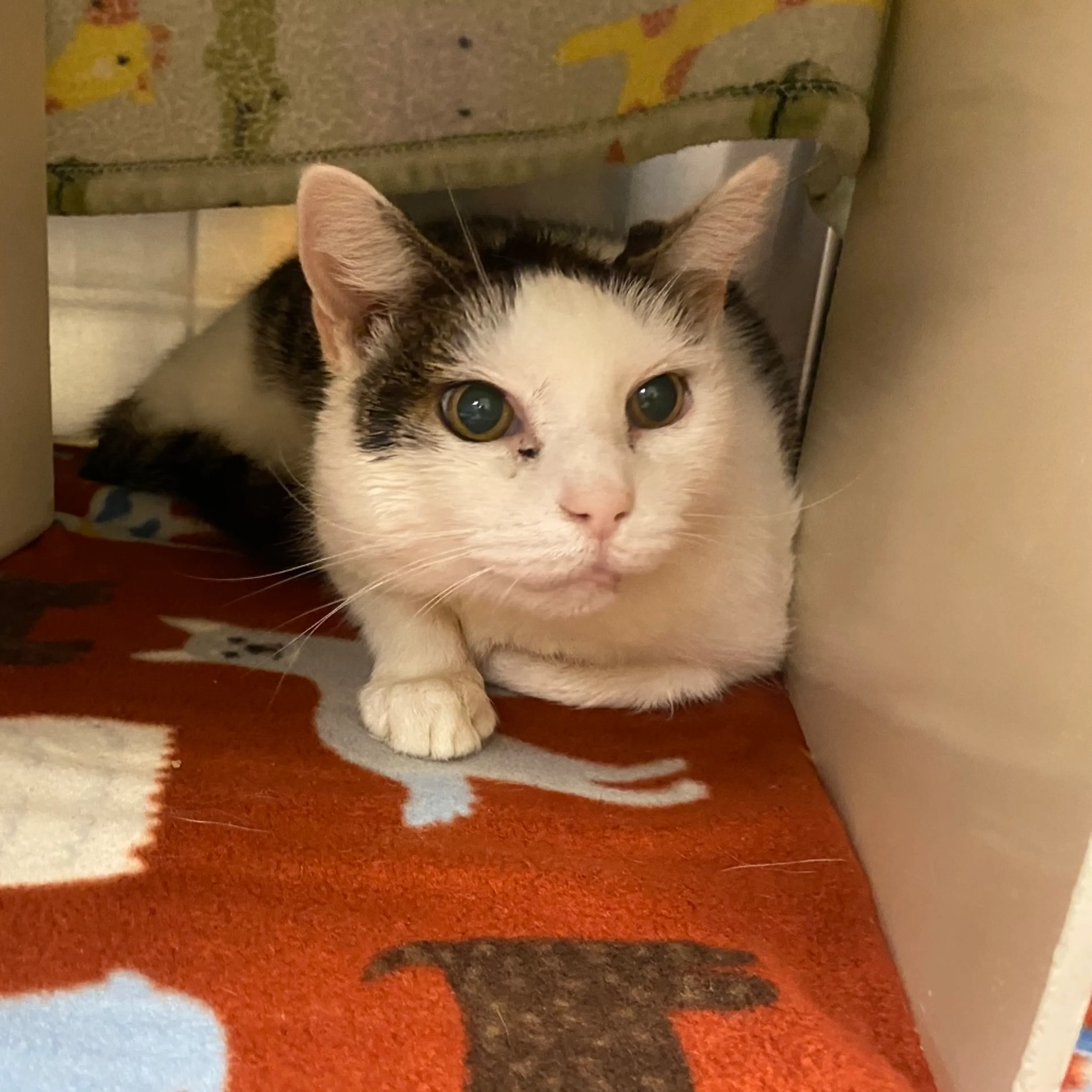Found pet-6
