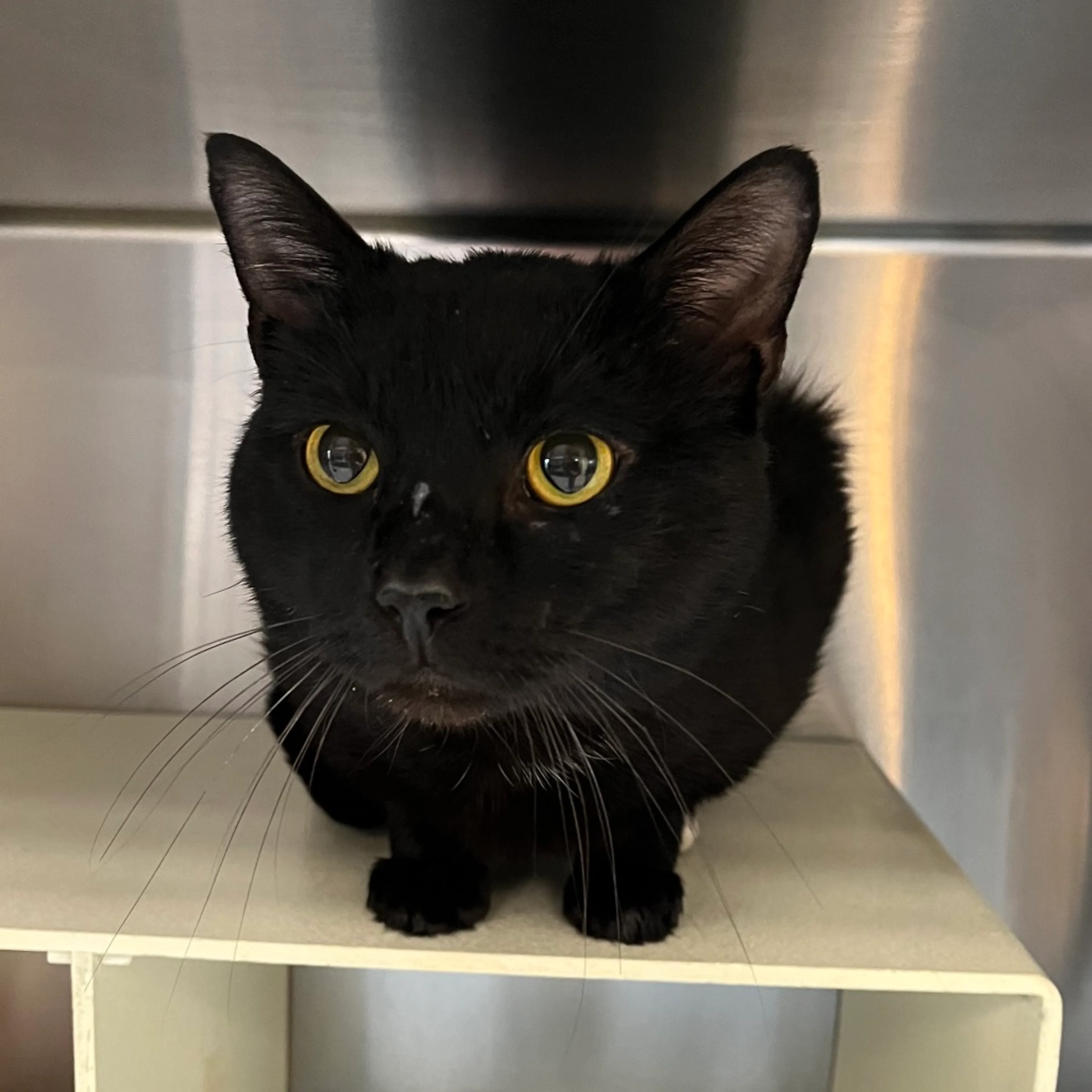 Found pet-3