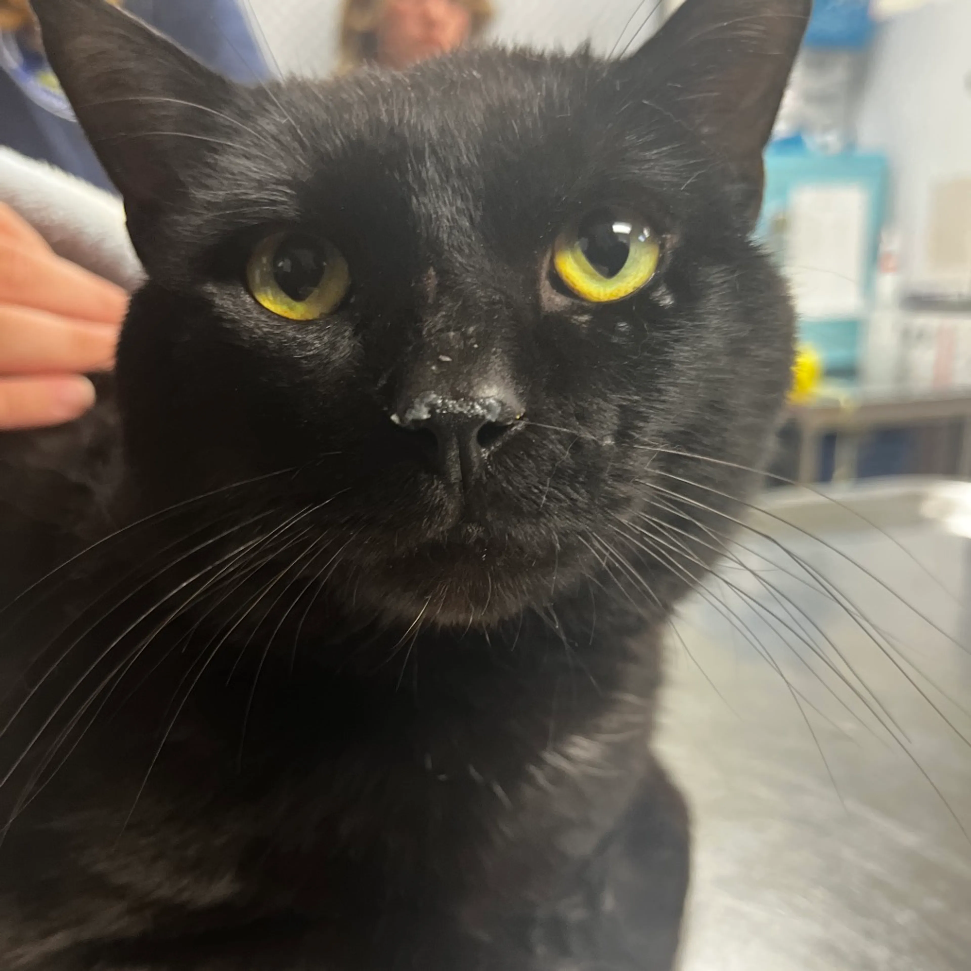 Found pet-2