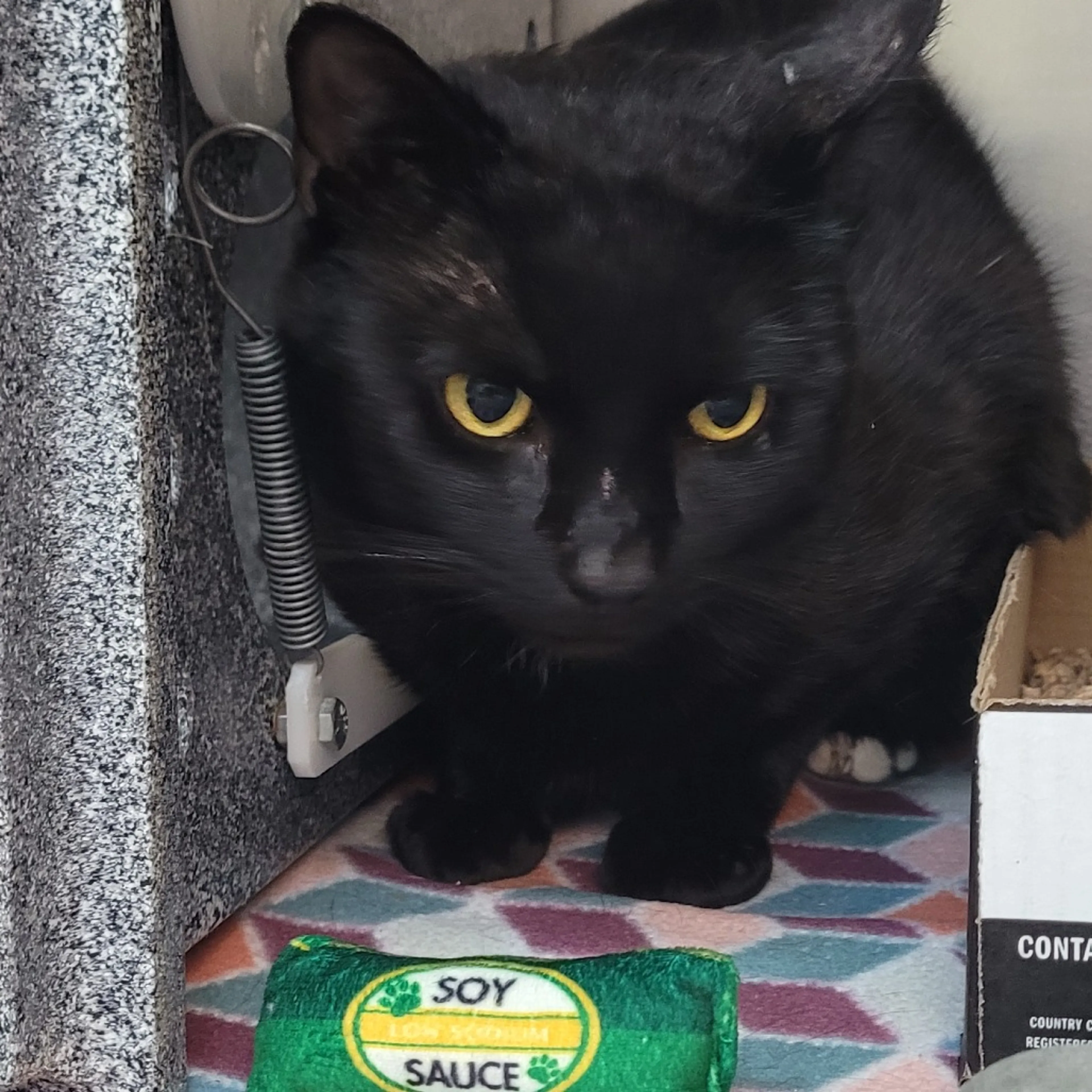 Found pet-1