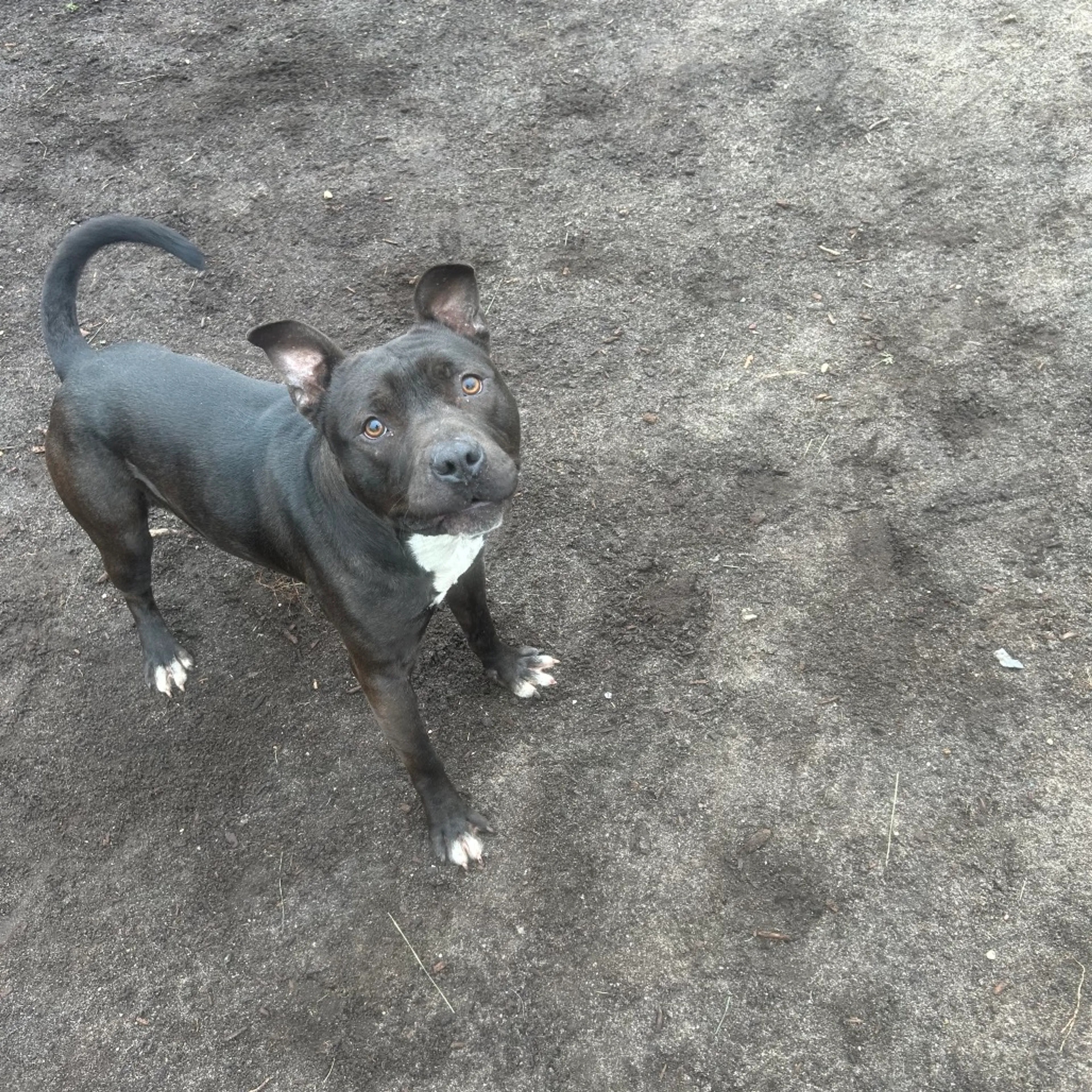 Found pet-2