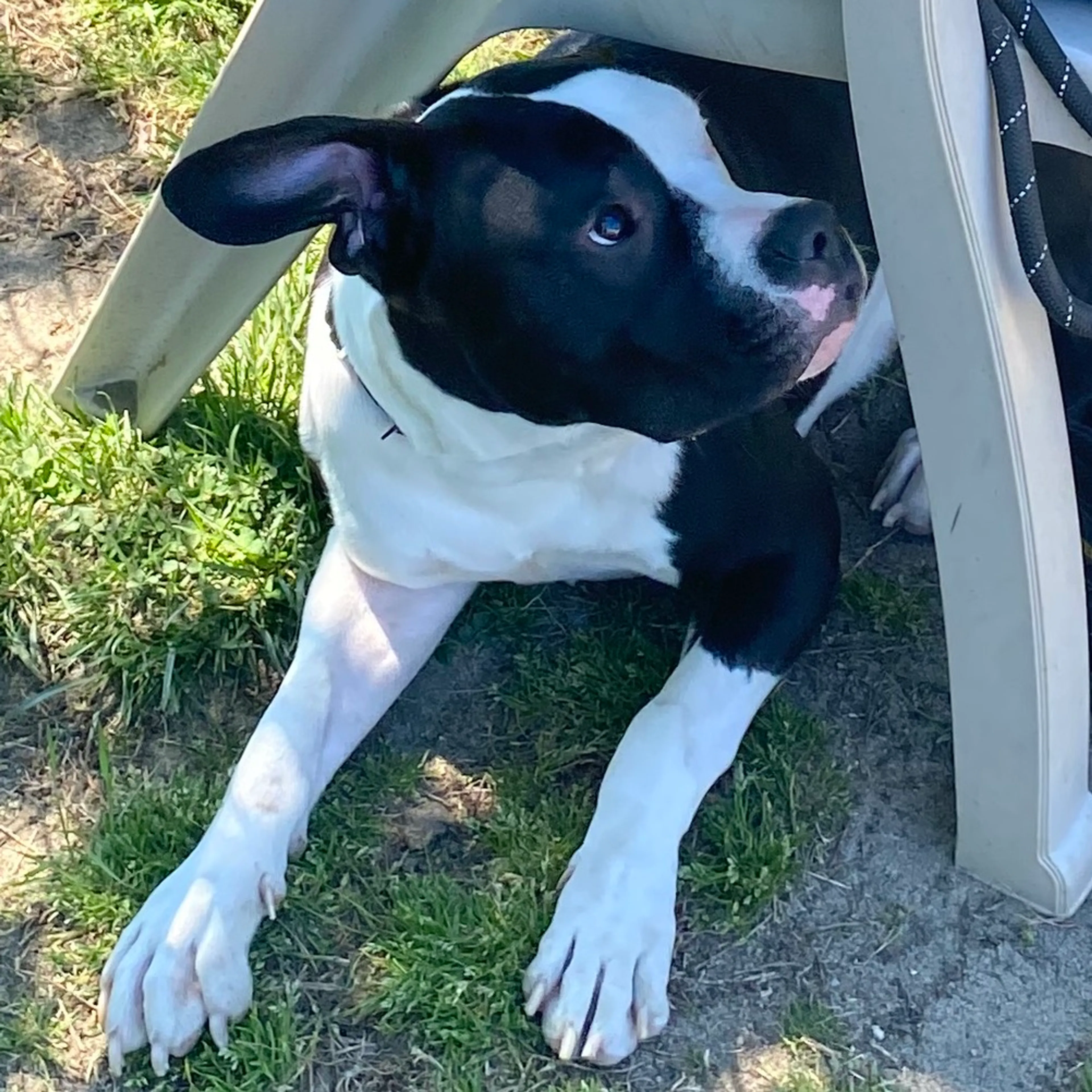 Found pet-1