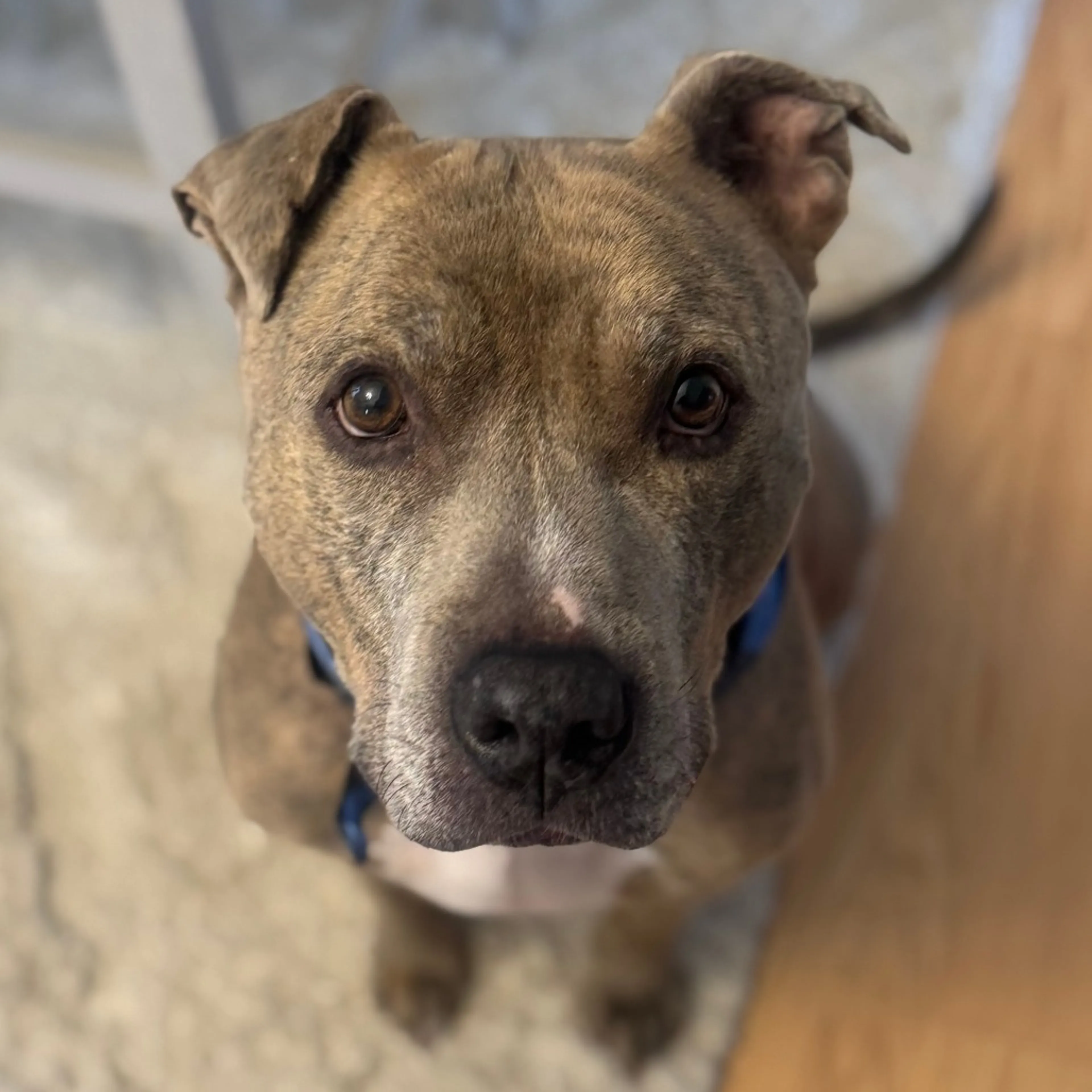 Found pet-2