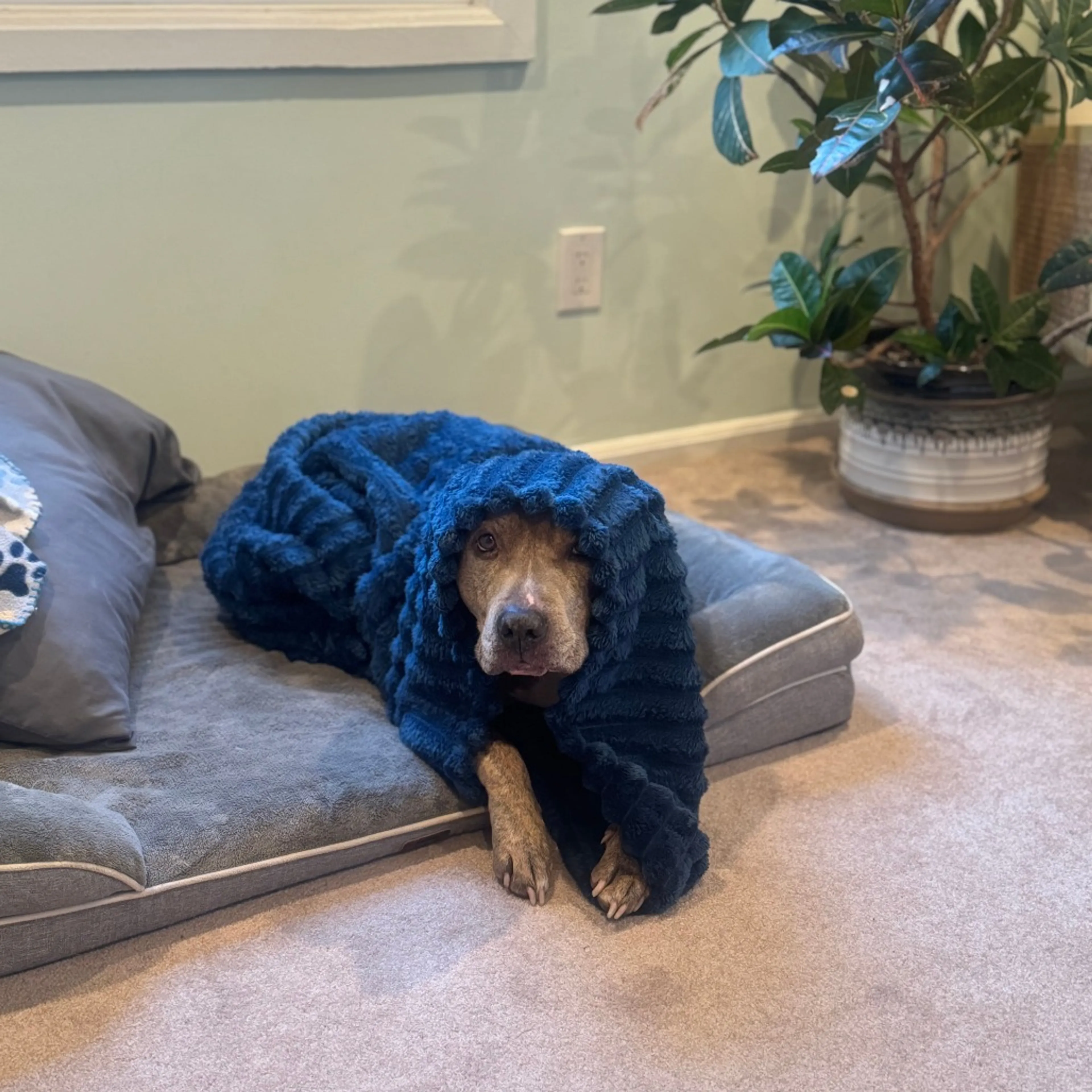 Found pet-3
