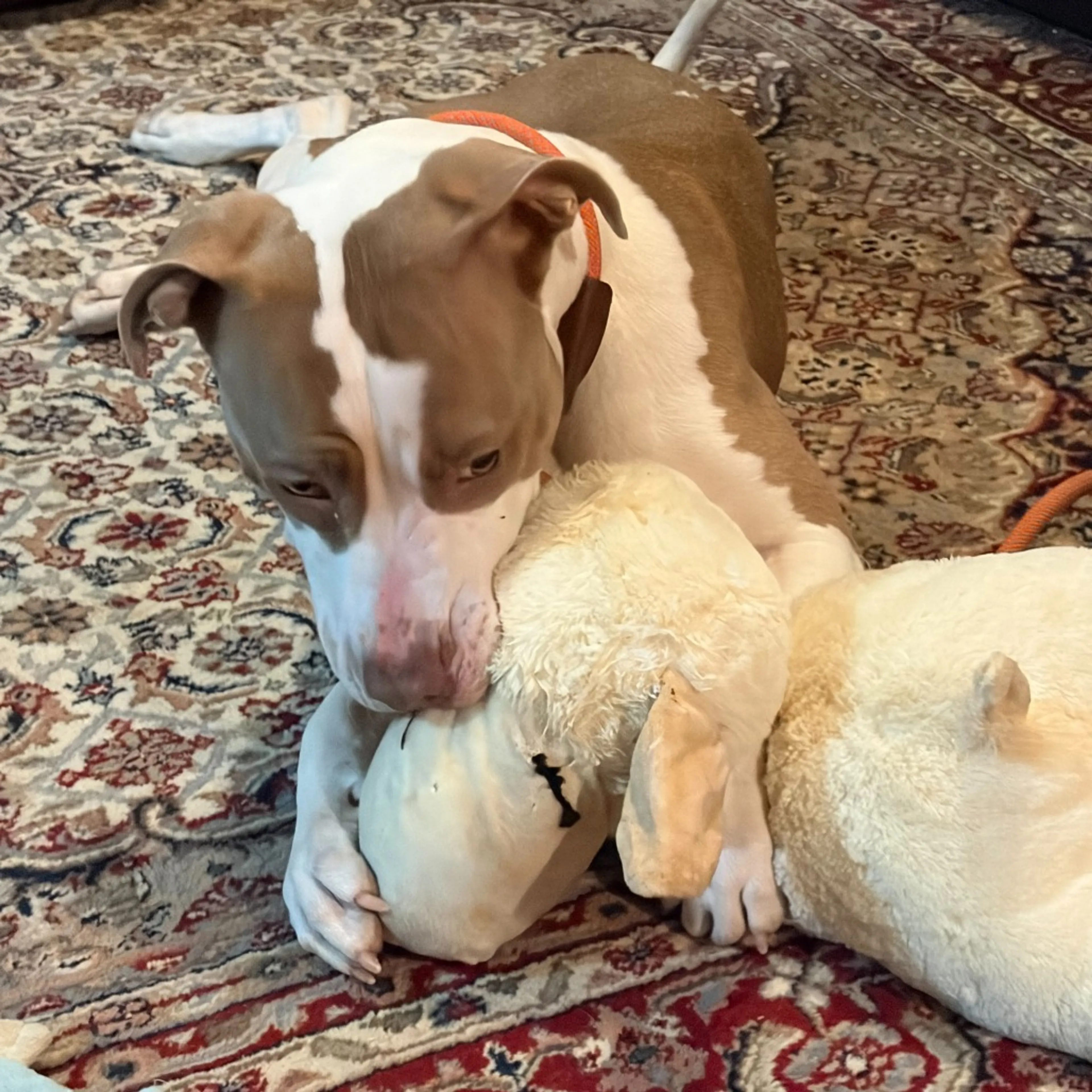Found pet-2