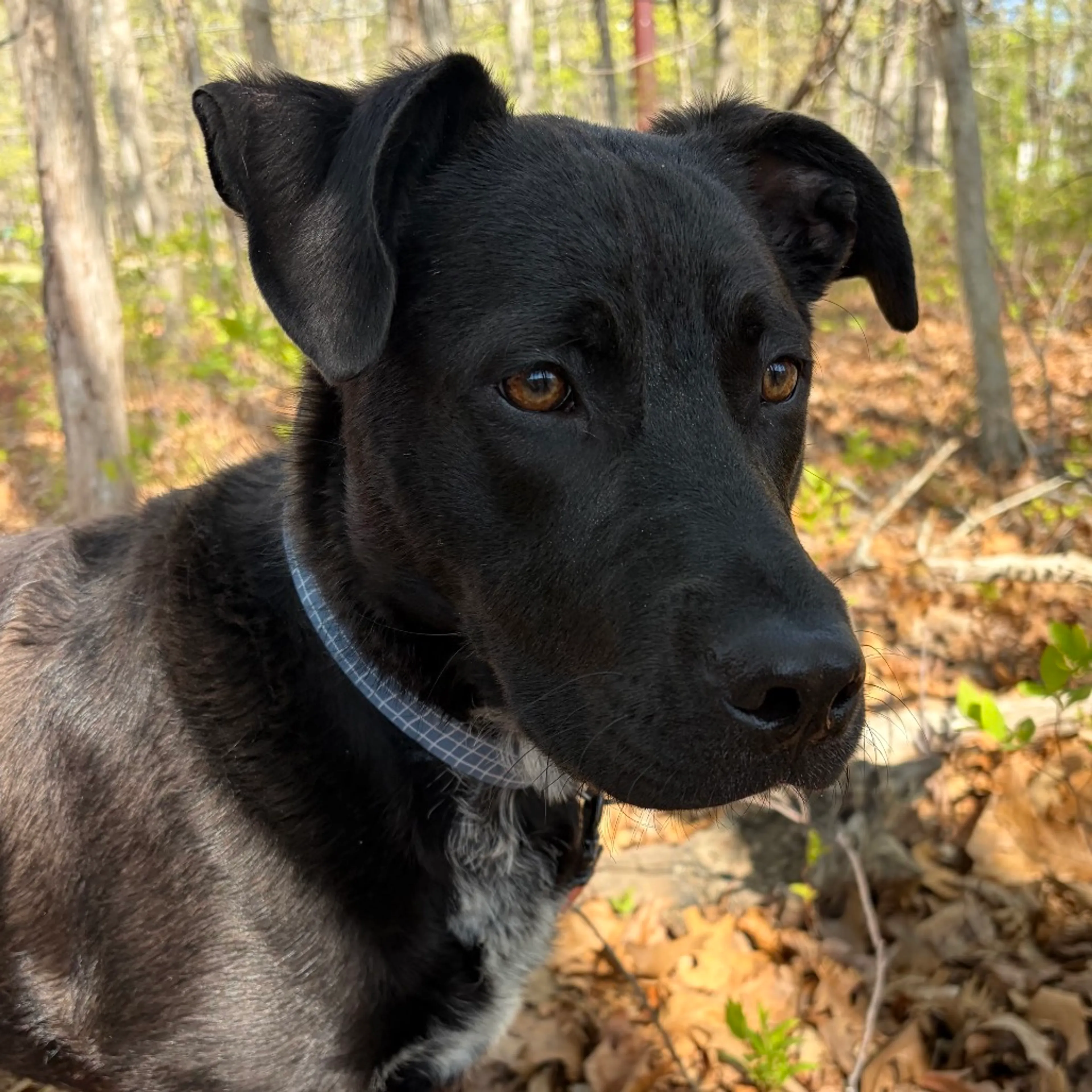 Found pet-1