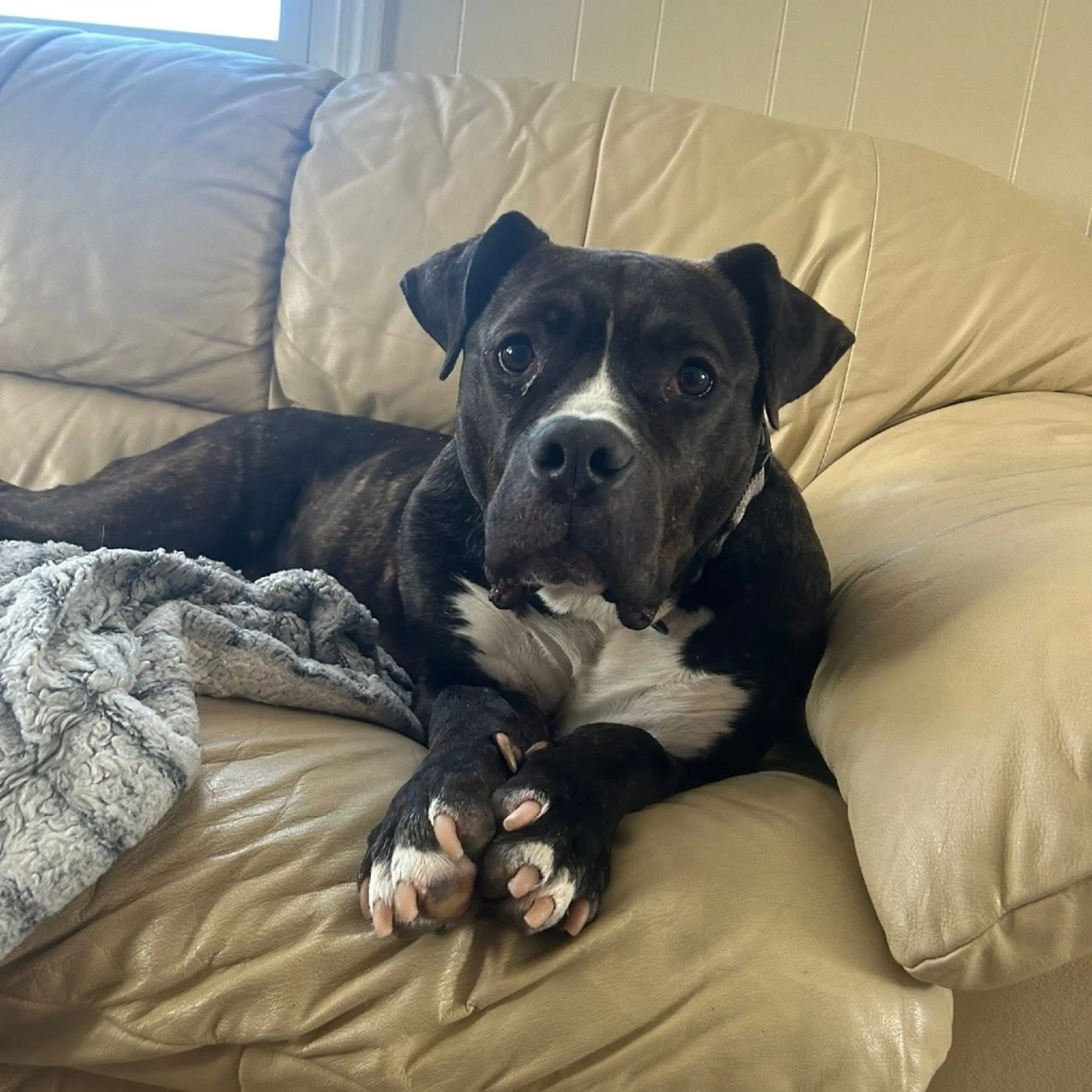Found pet-2