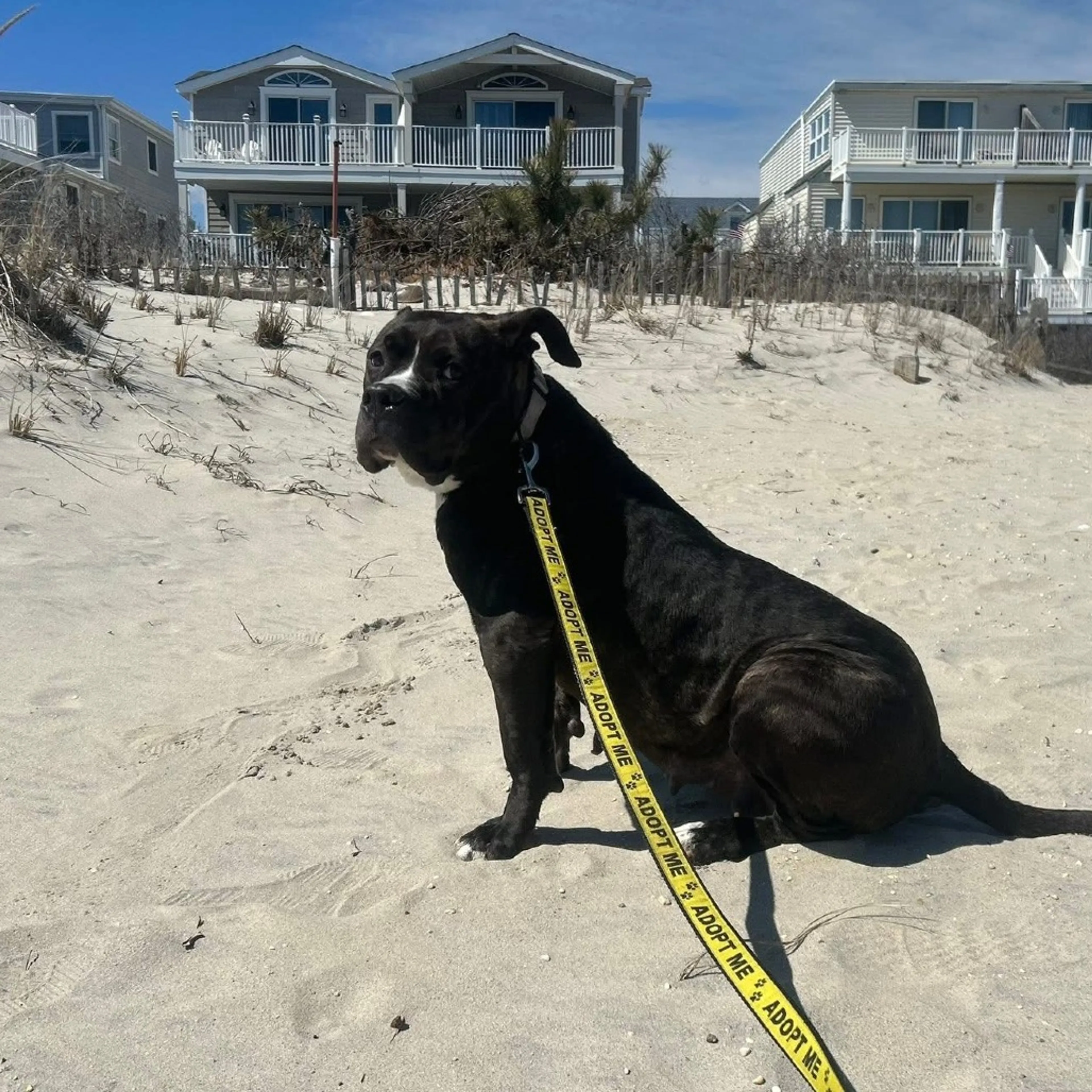 Found pet-3