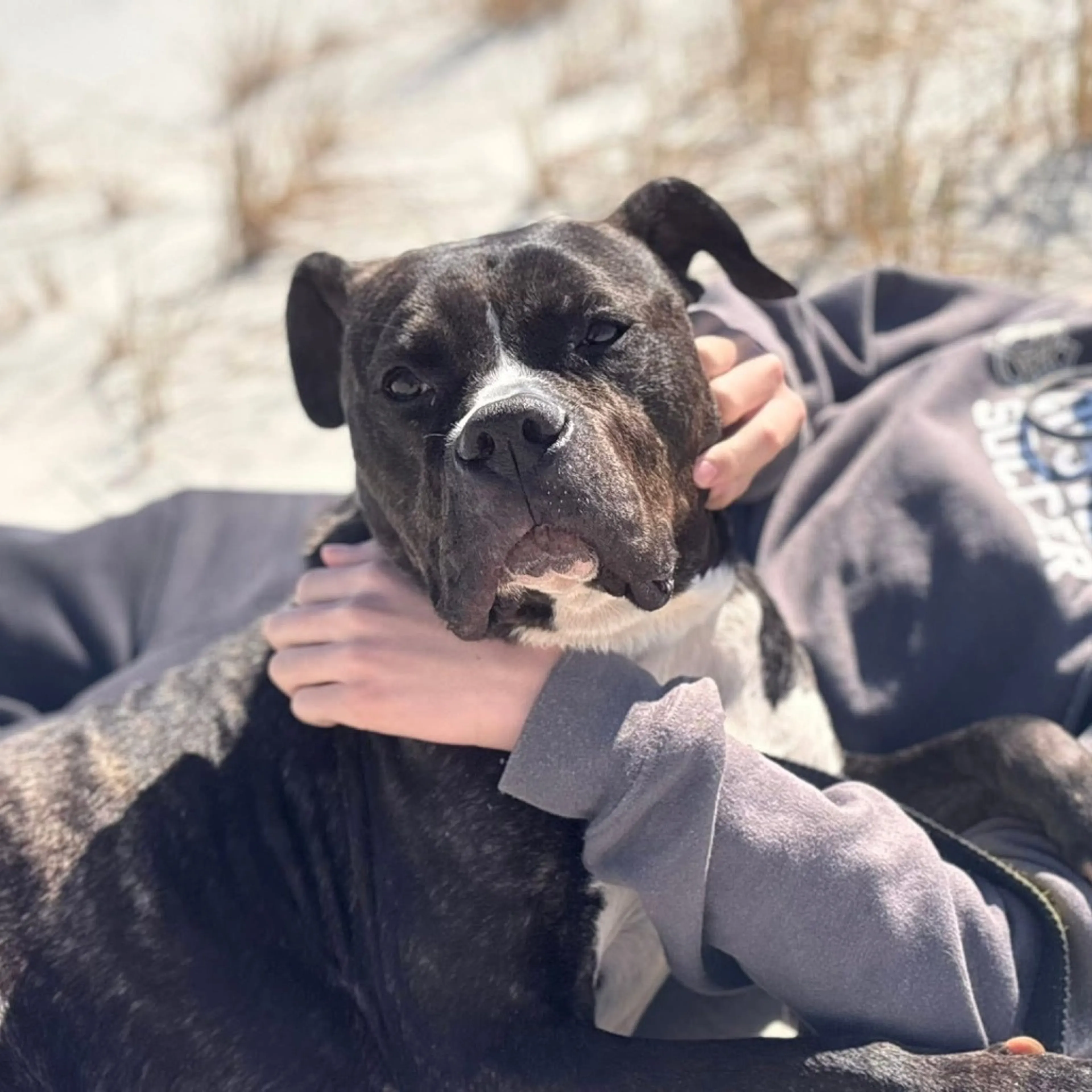 Found pet-1