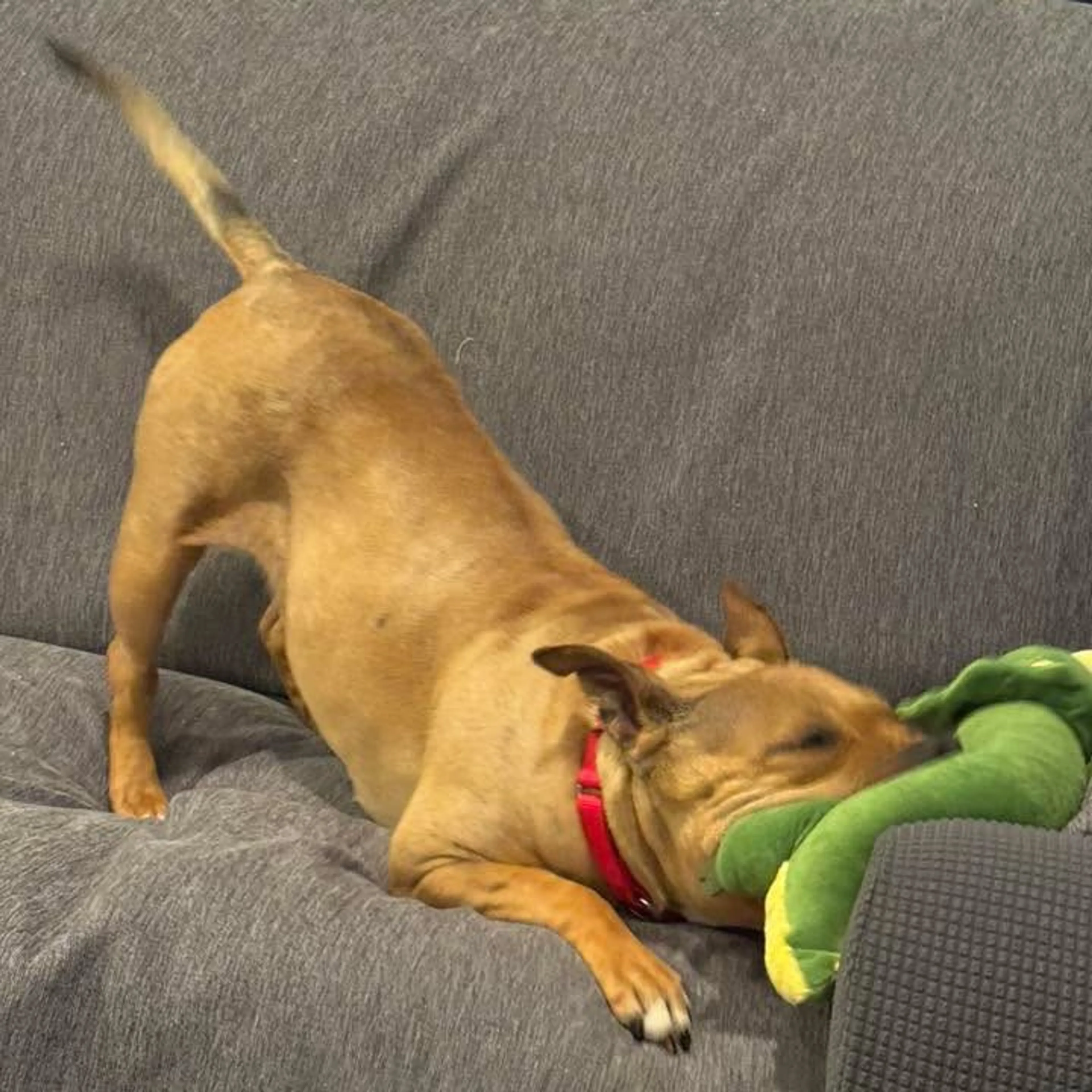 Found pet-3