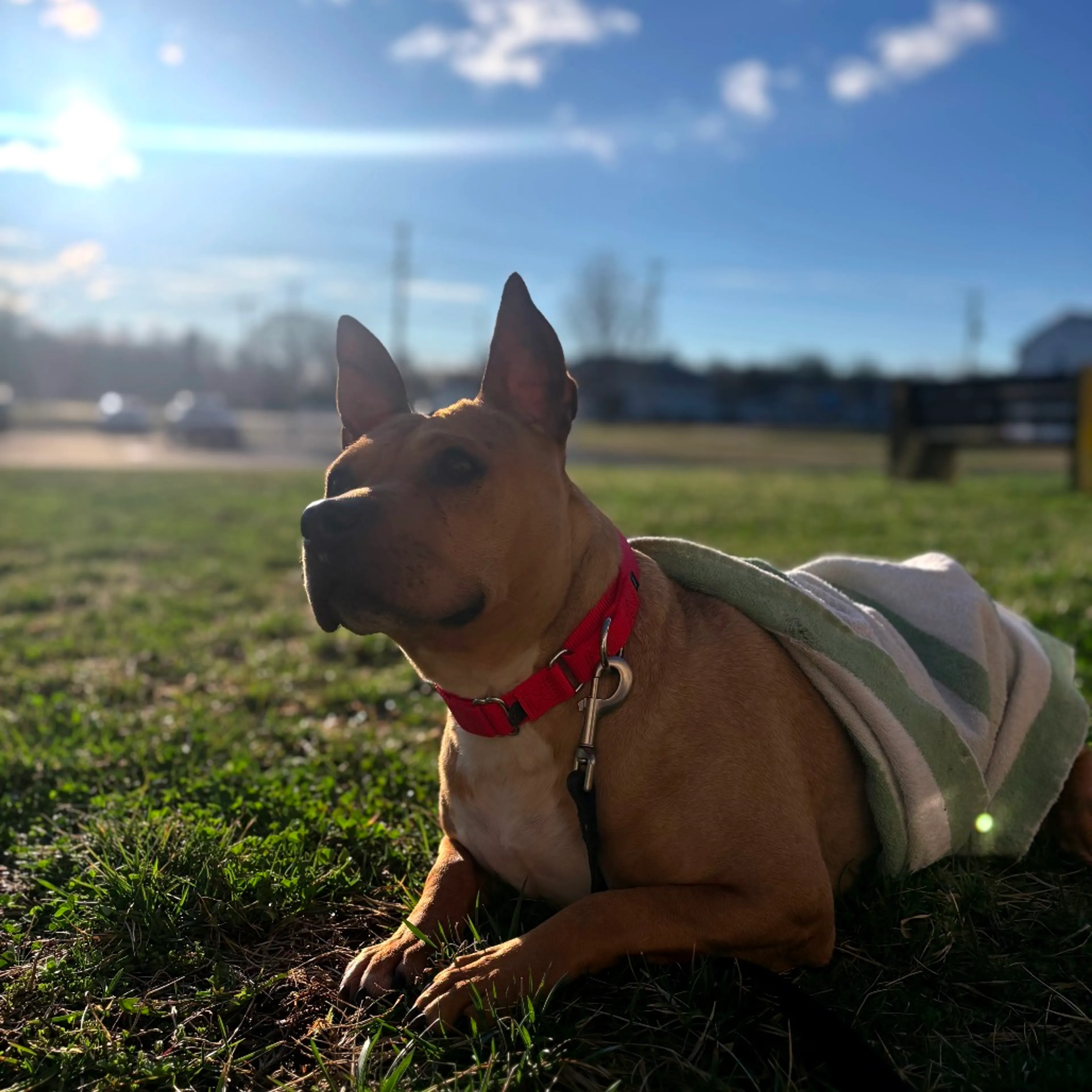 Found pet-1