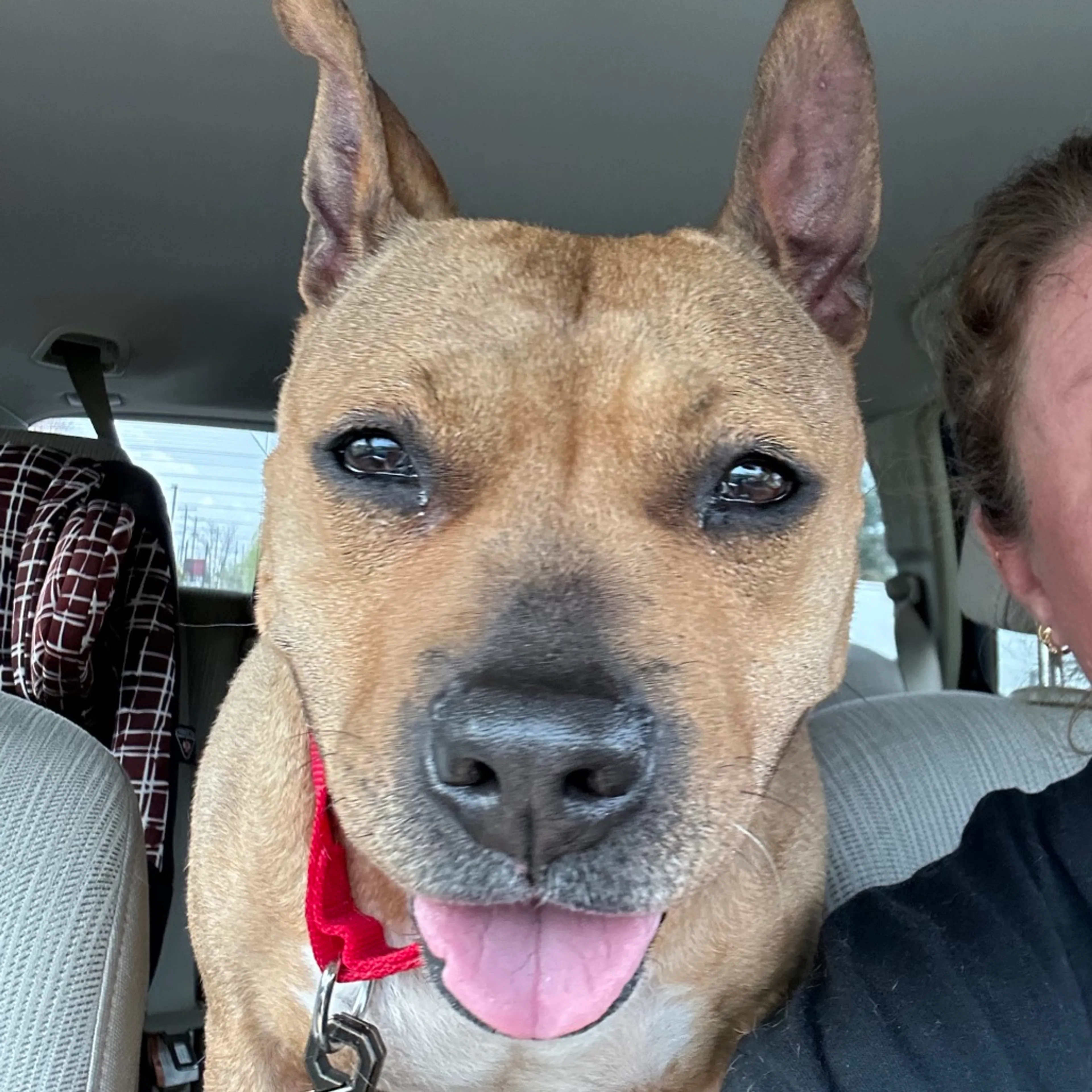 Found pet-2