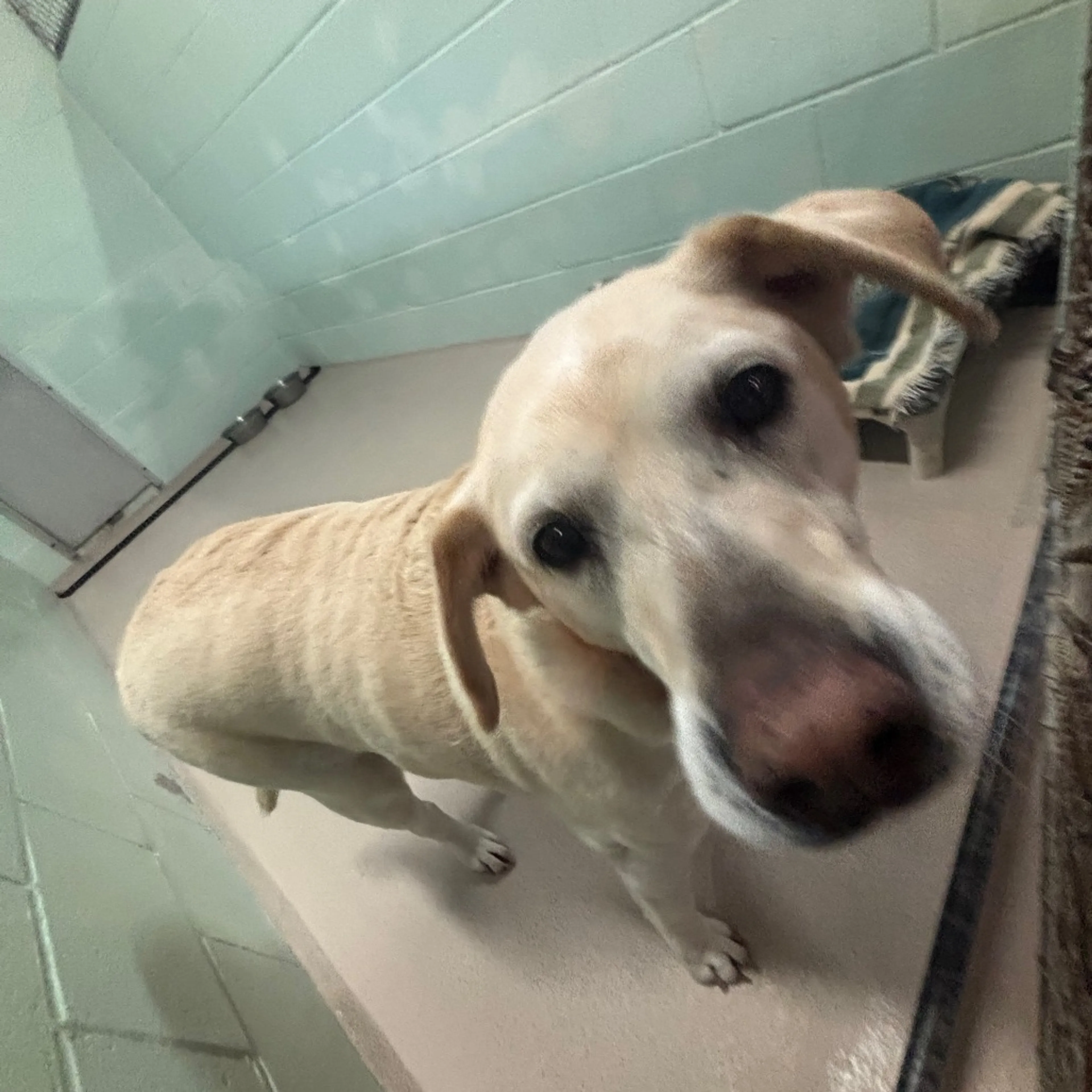 Found pet-1