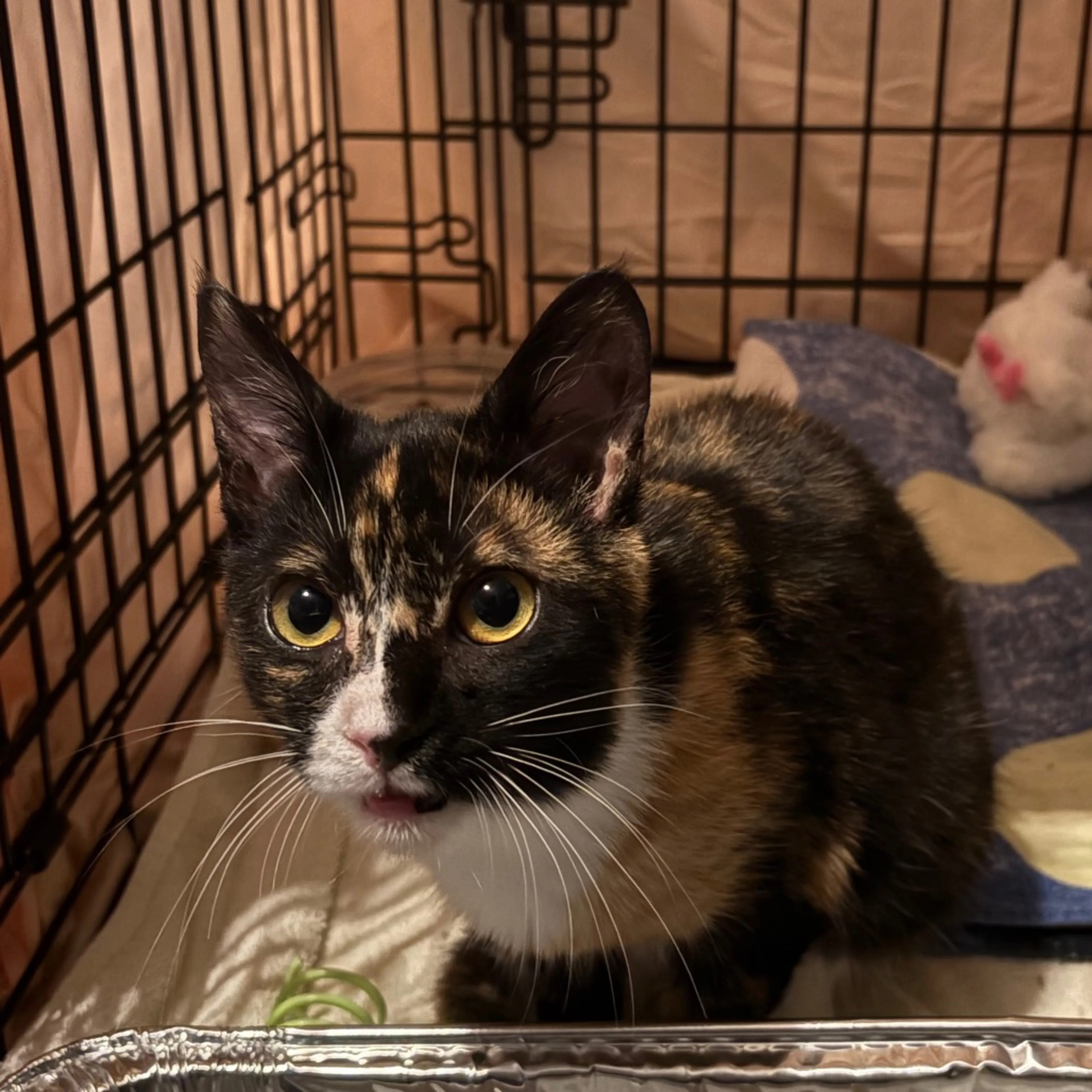 Found pet