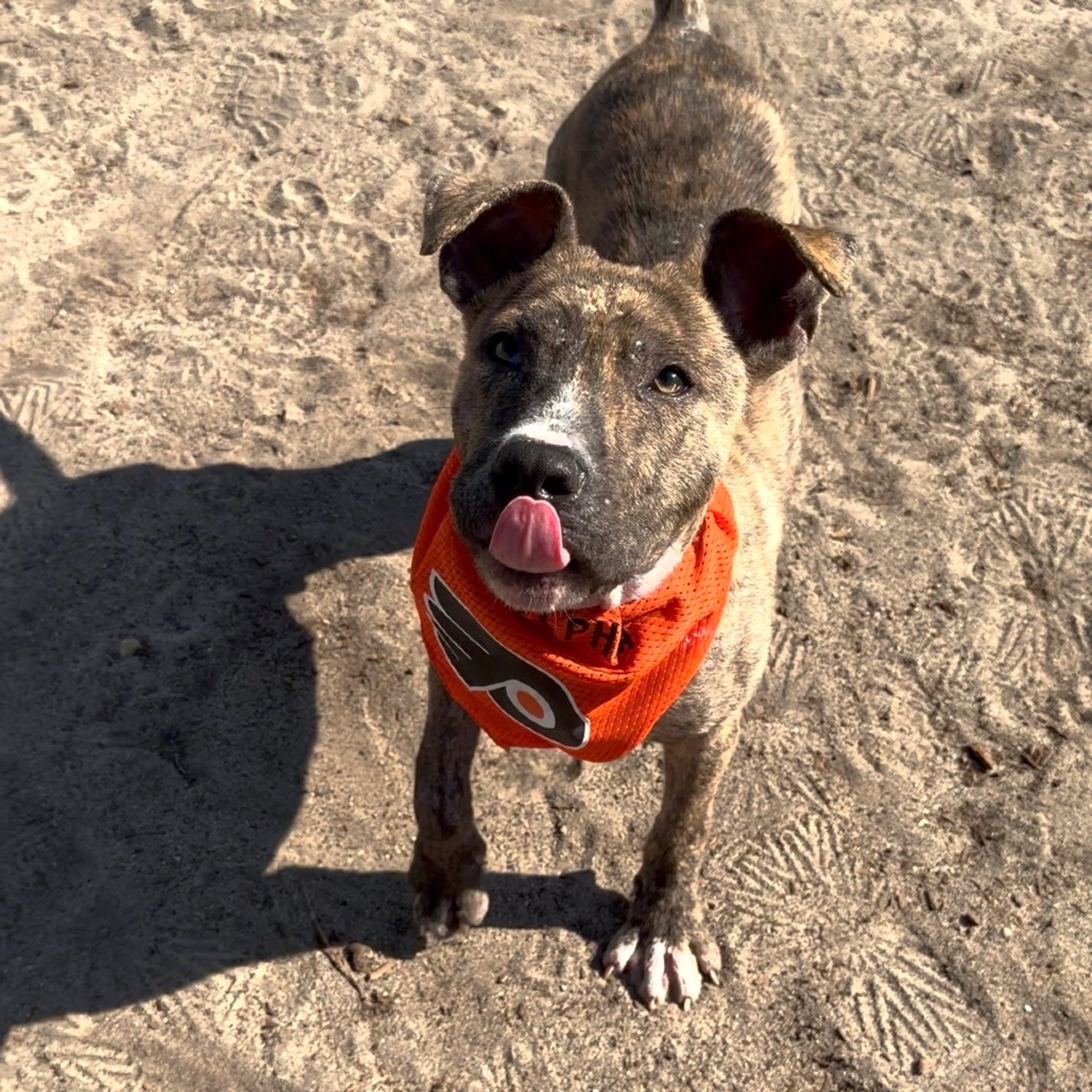 Found pet-3
