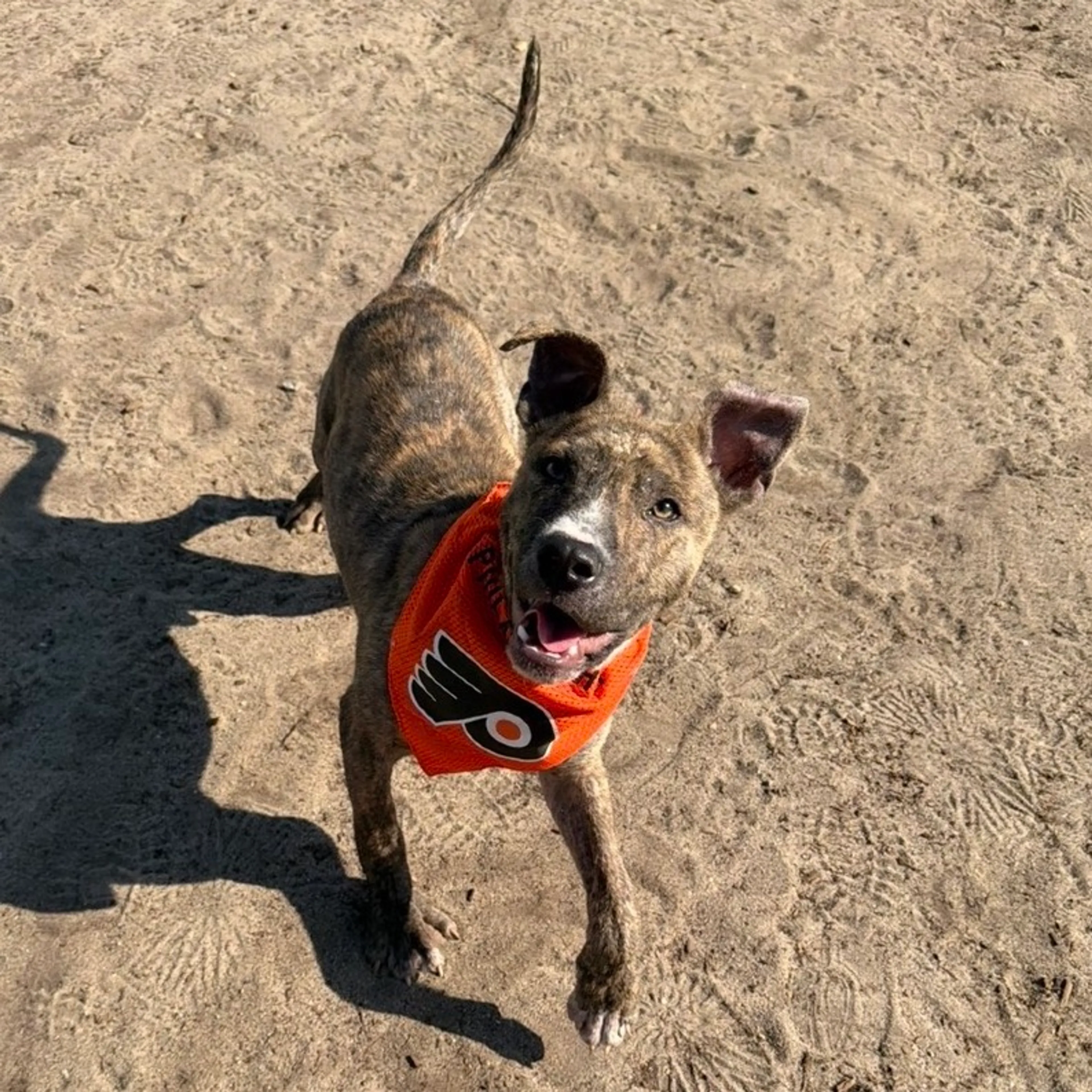 Found pet-2
