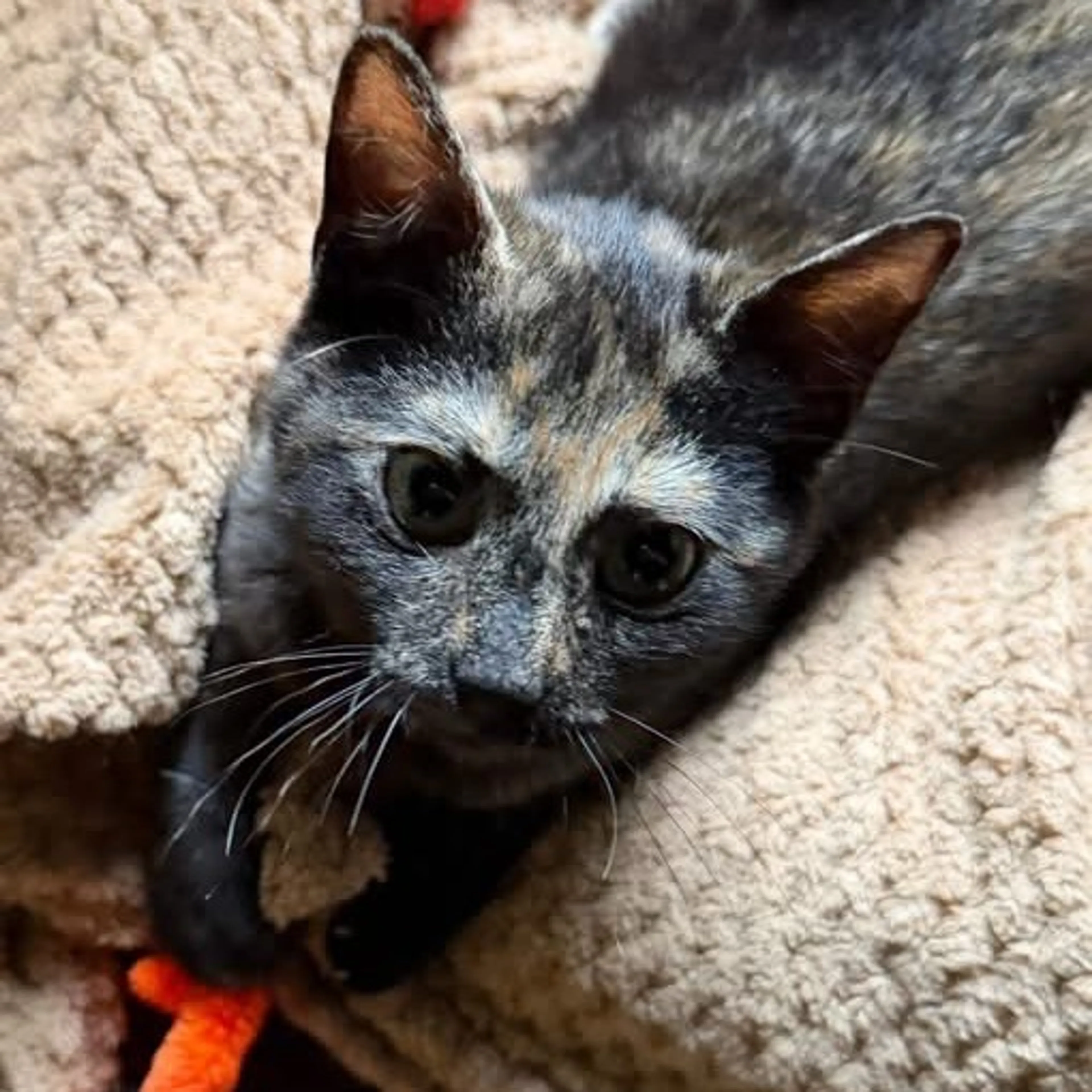 Found pet-2