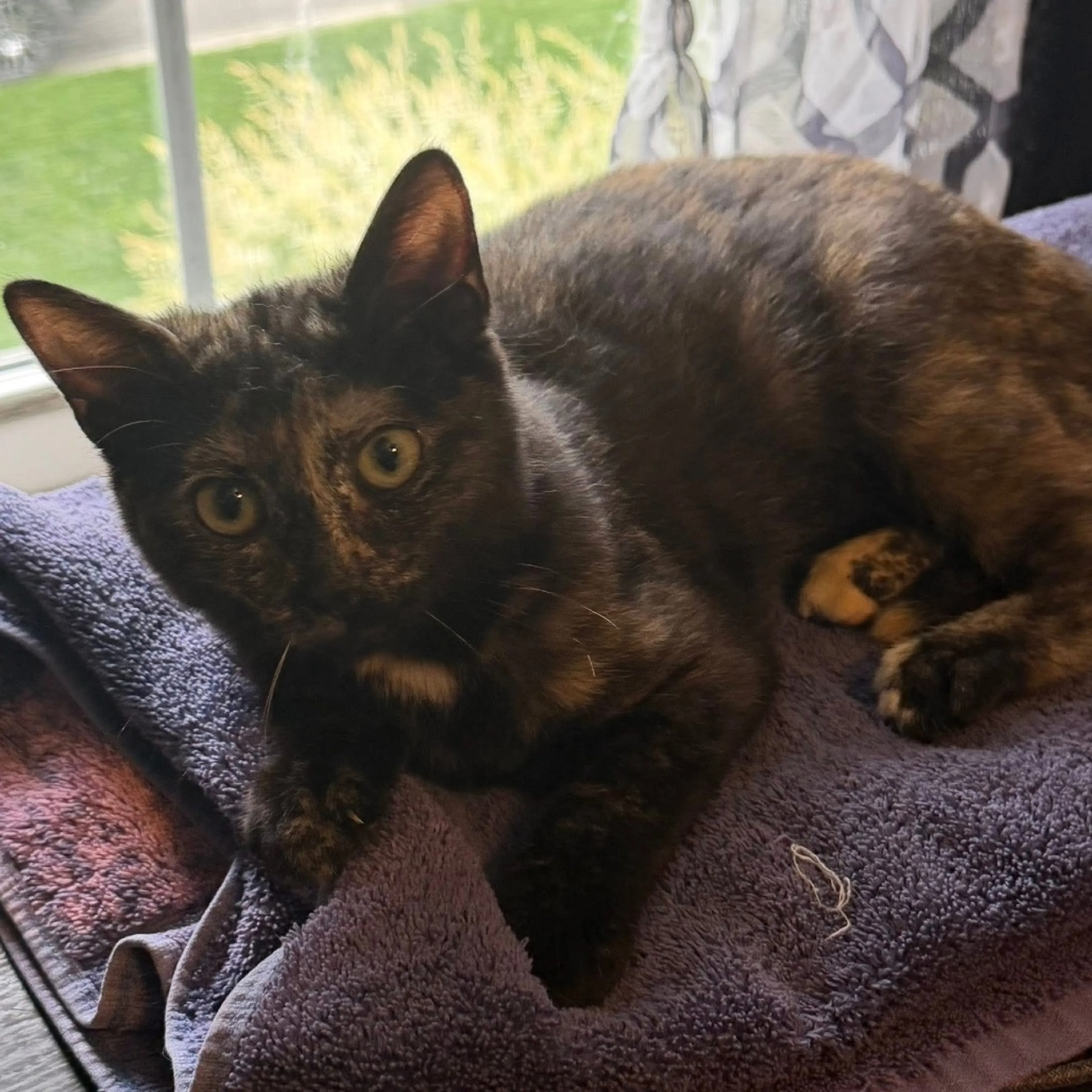 Found pet-3