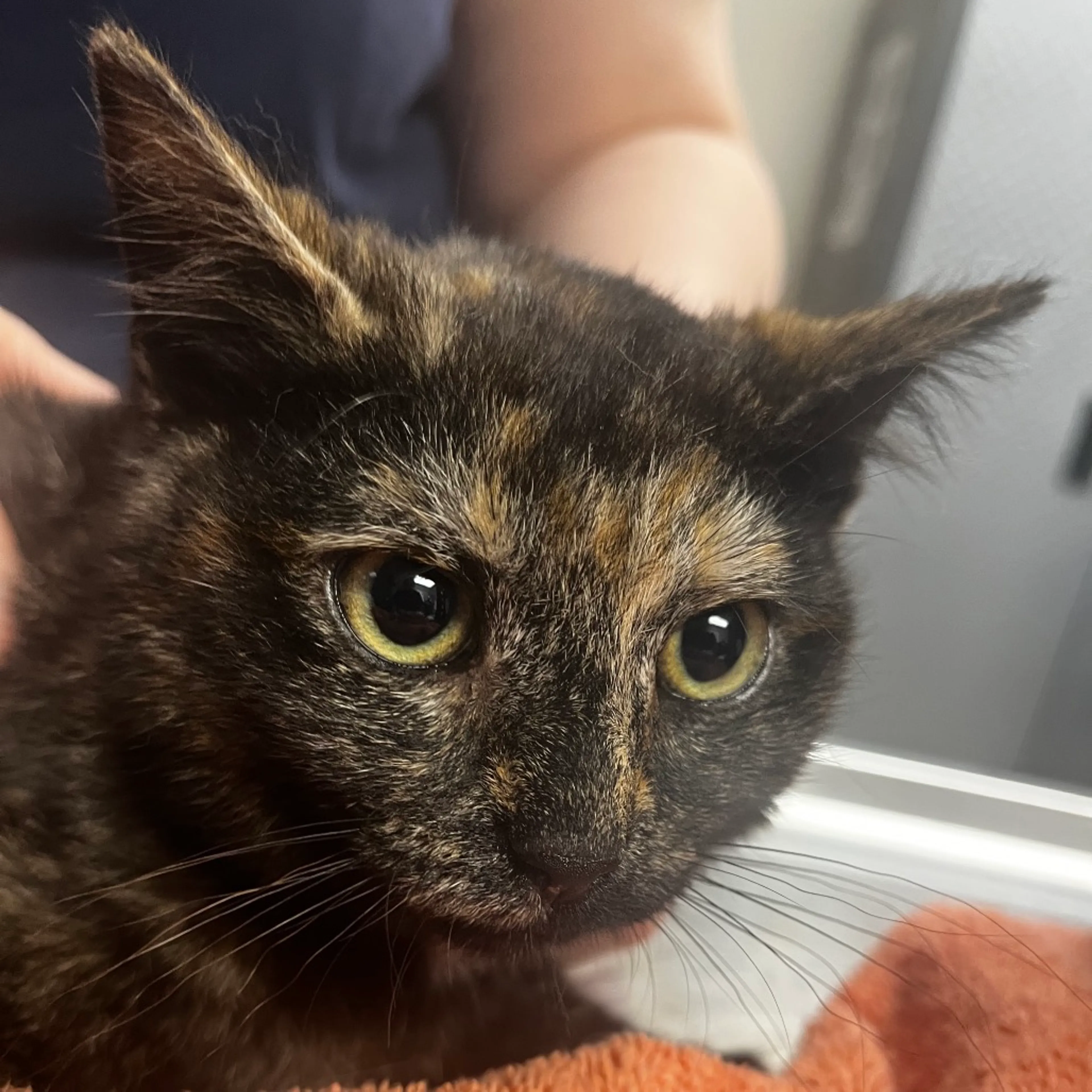 Found pet-1