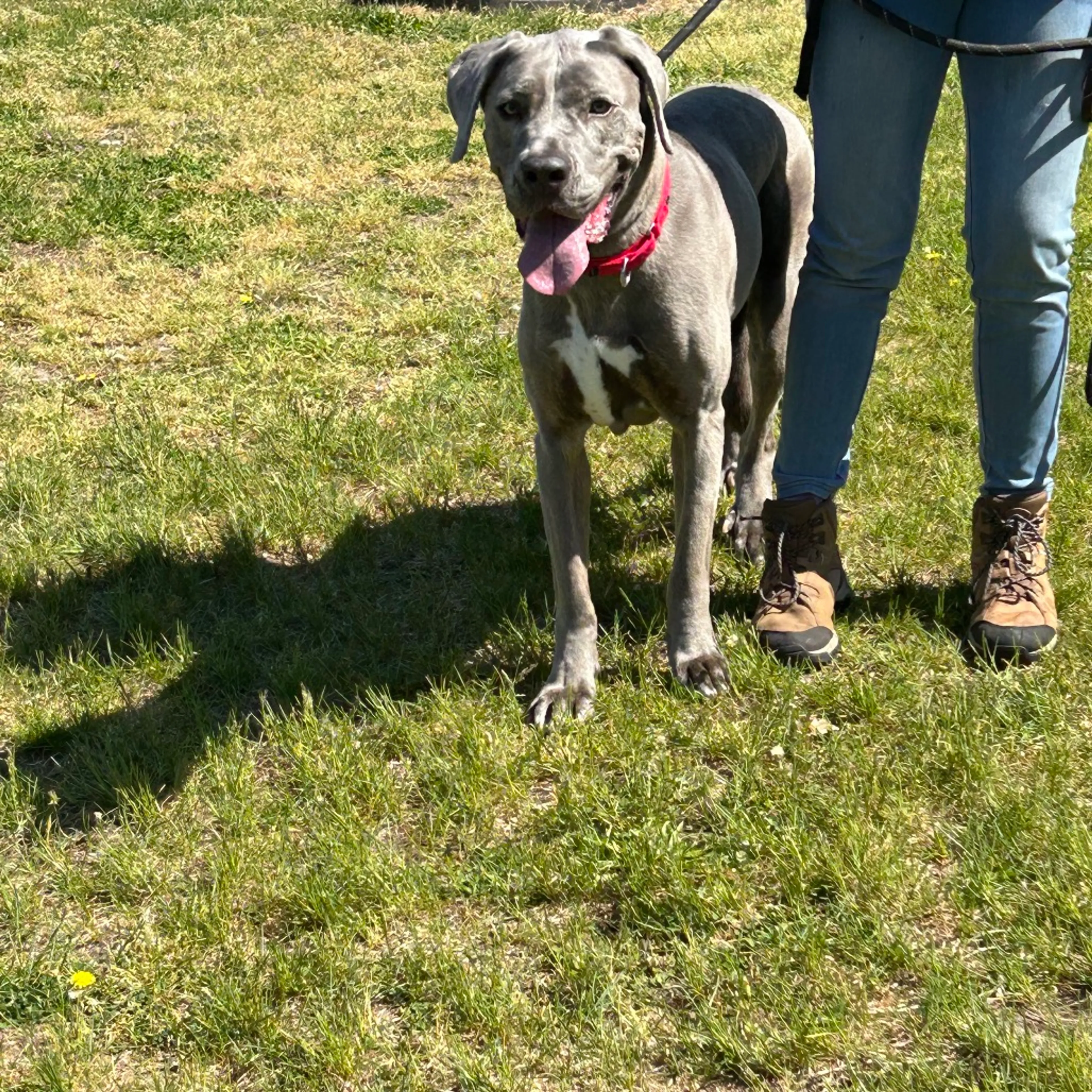 Found pet-1