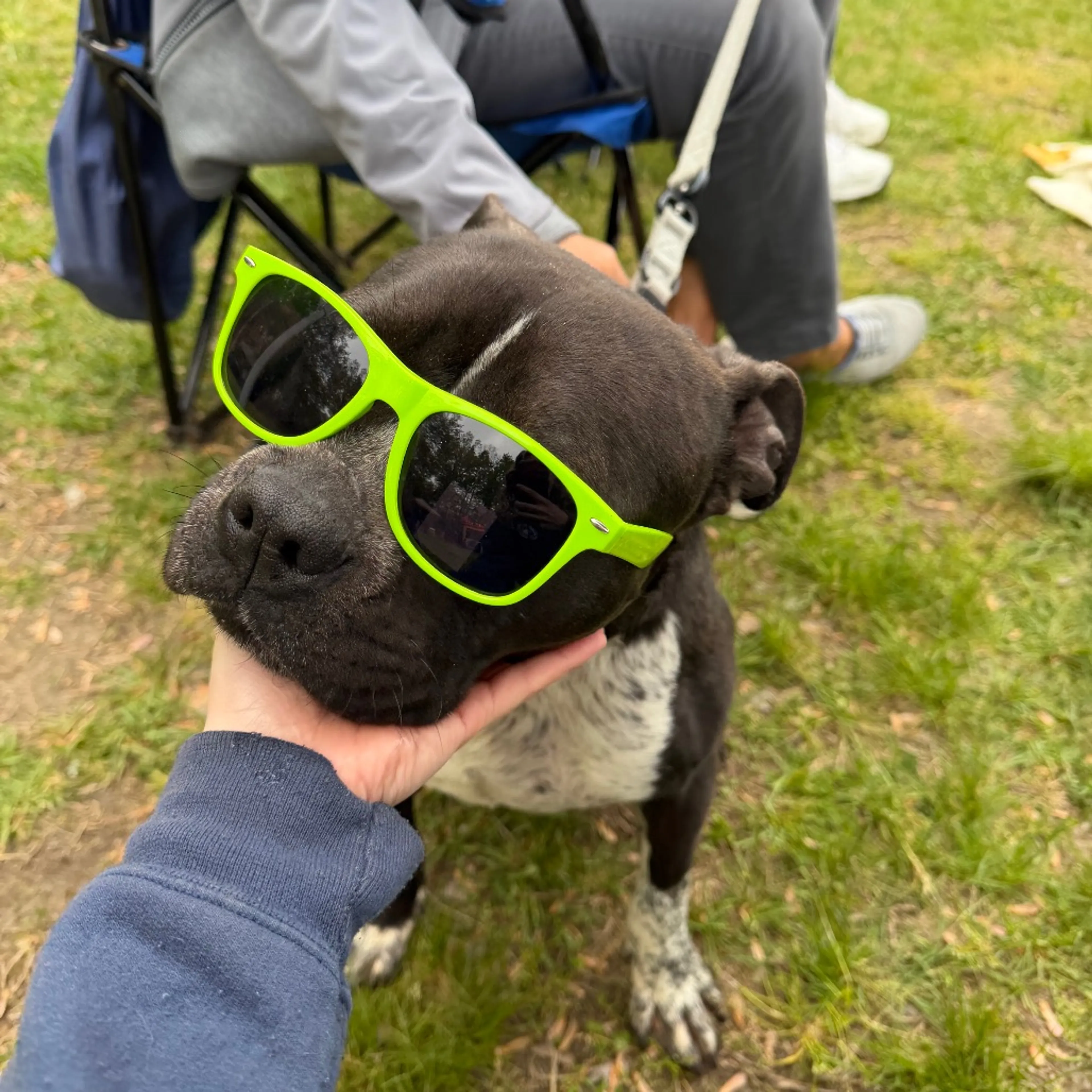 Found pet-0