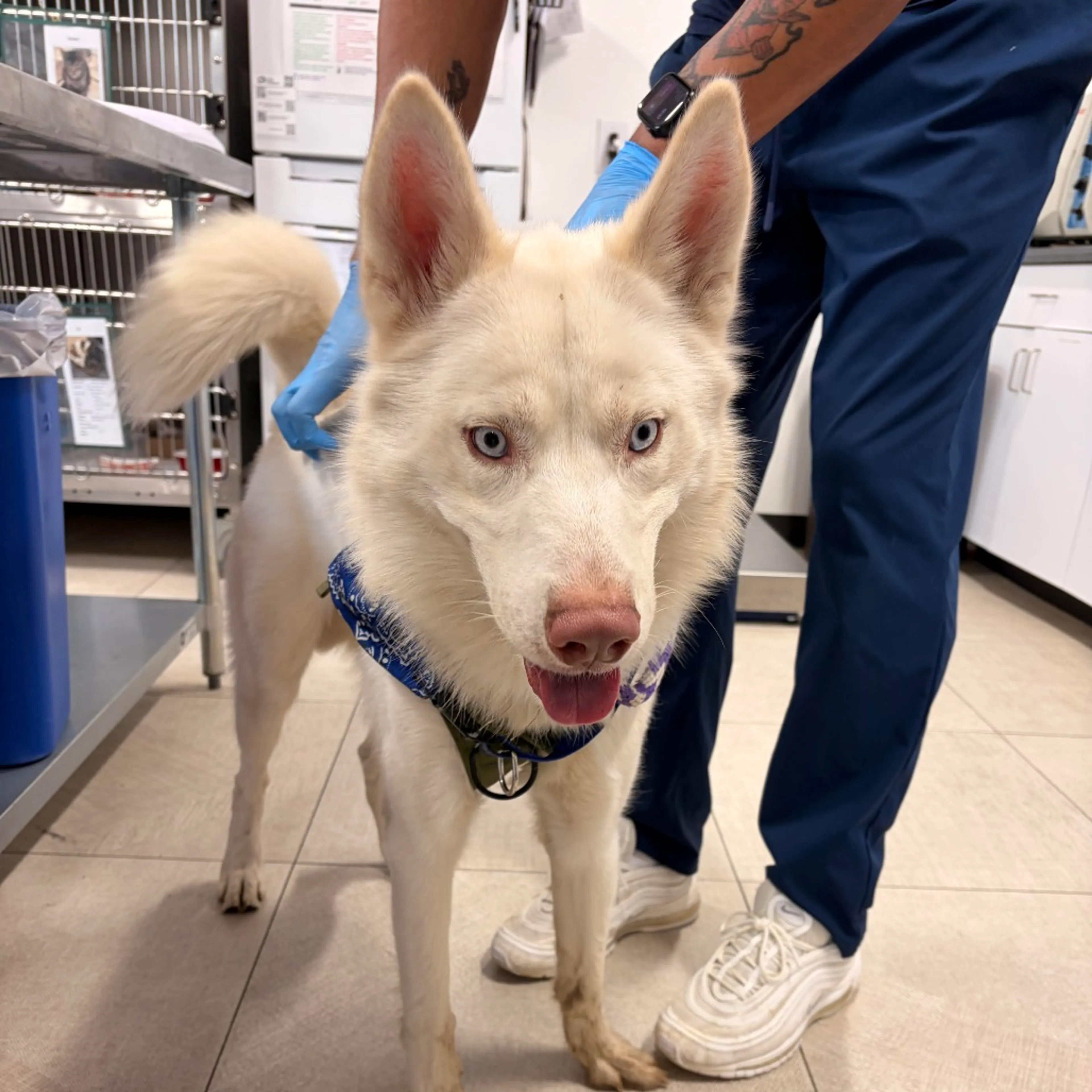 Found pet