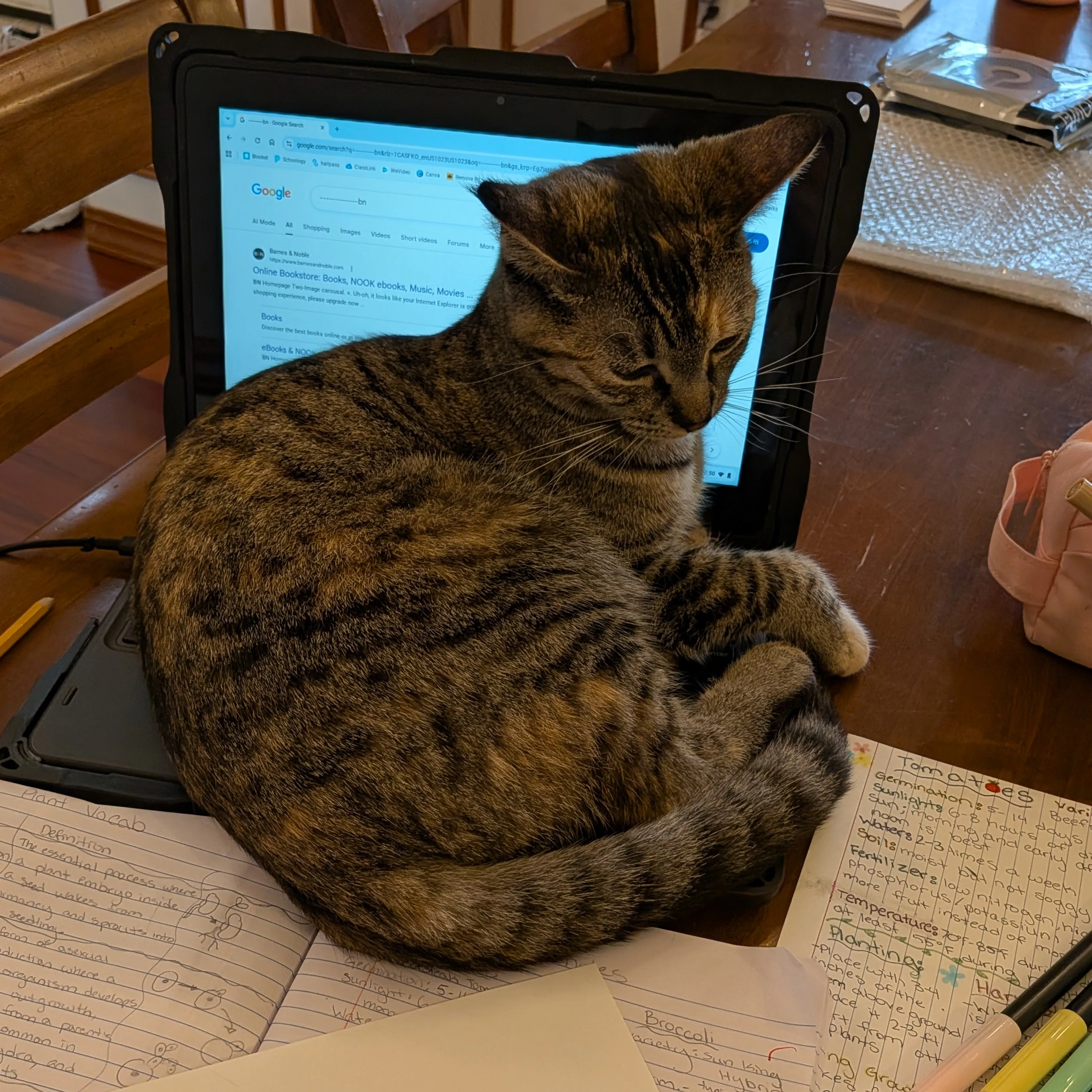 Lost pet-1